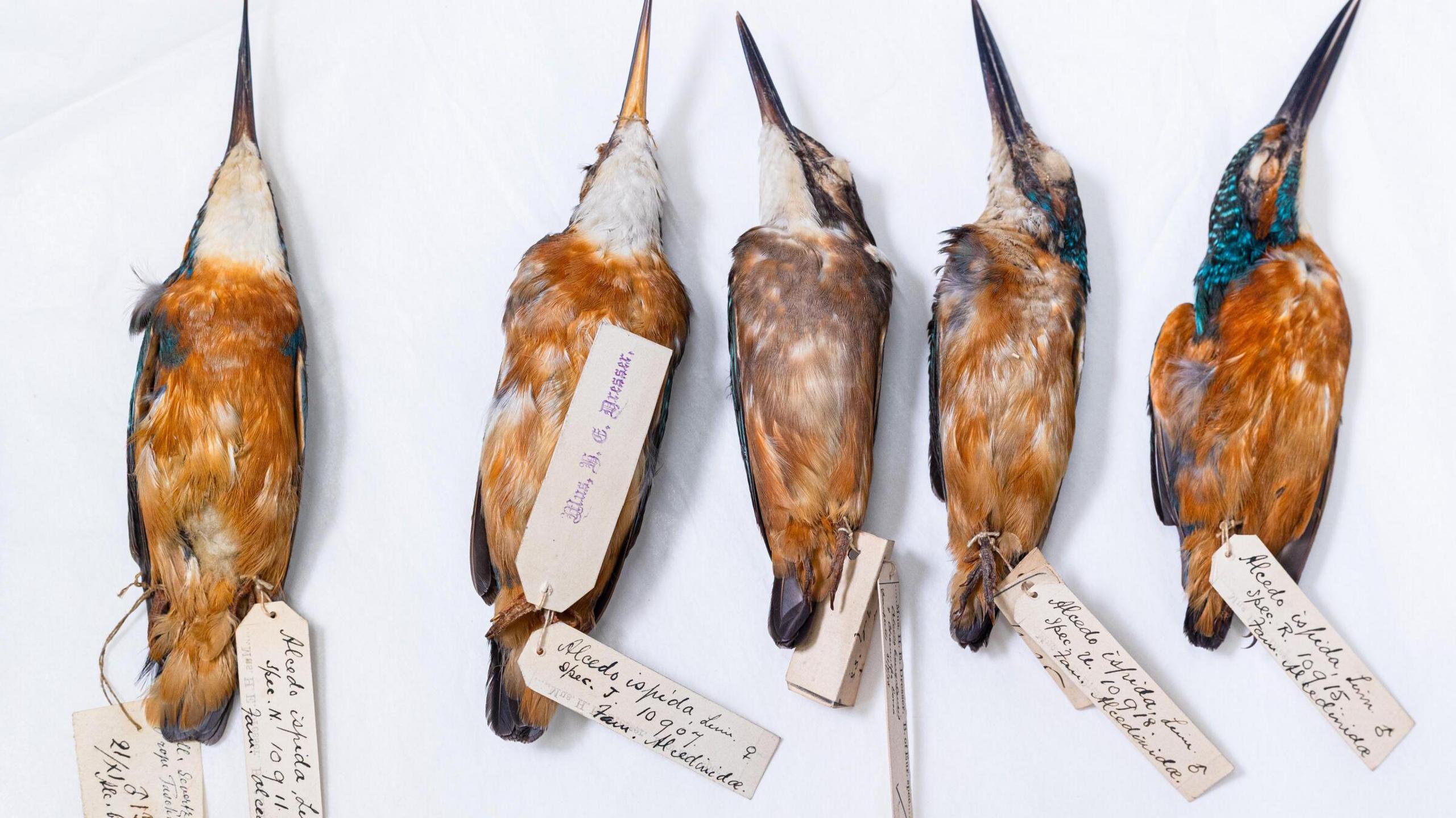 A close up of five taxidermy birds, laying in a row. They each have a piece of card attached detailing which species they are. 