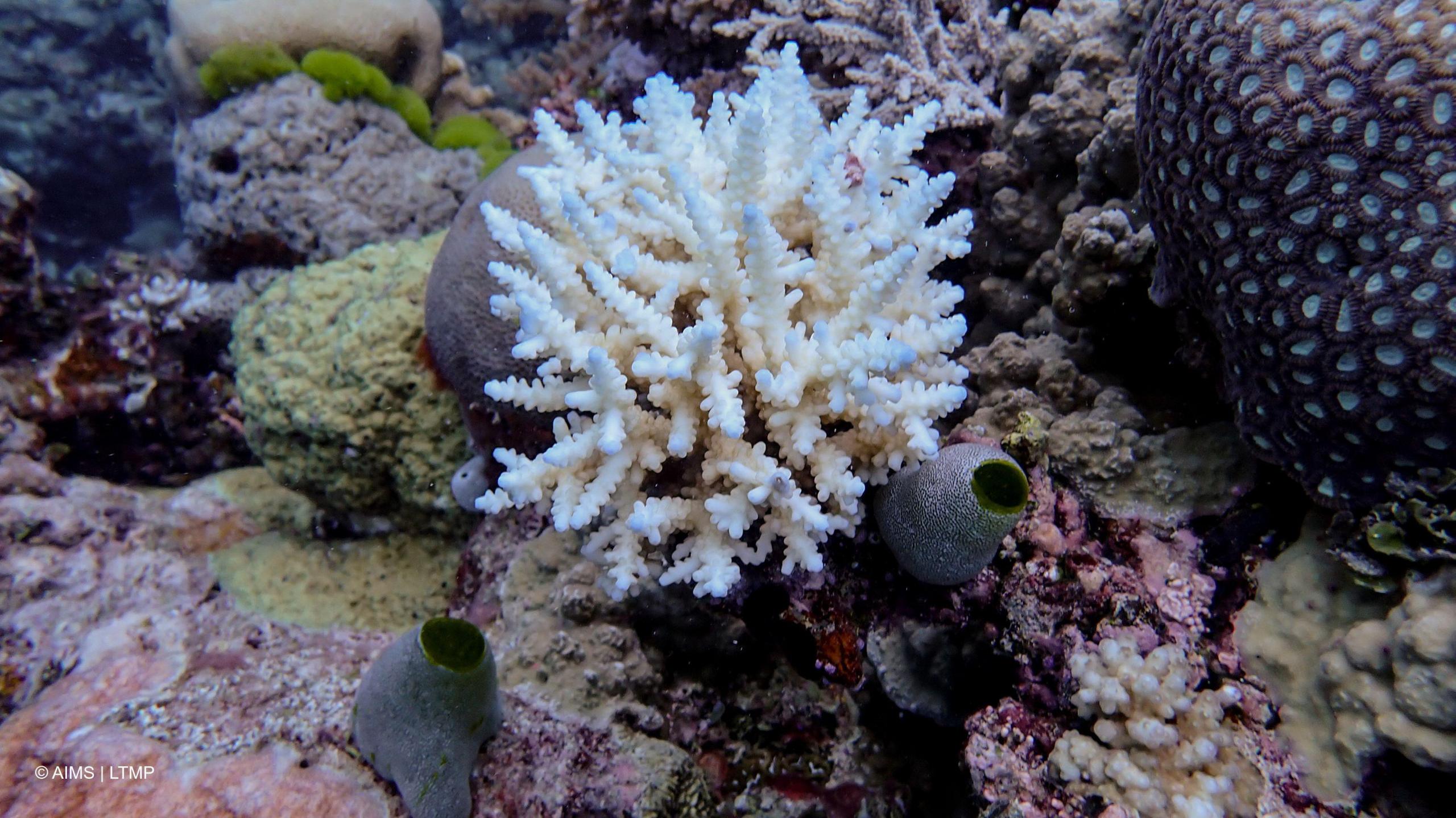 Minor bleaching was recorded on several reefs throughout the Northern GBR, such as this Acropora colony at Lagoon Reef.