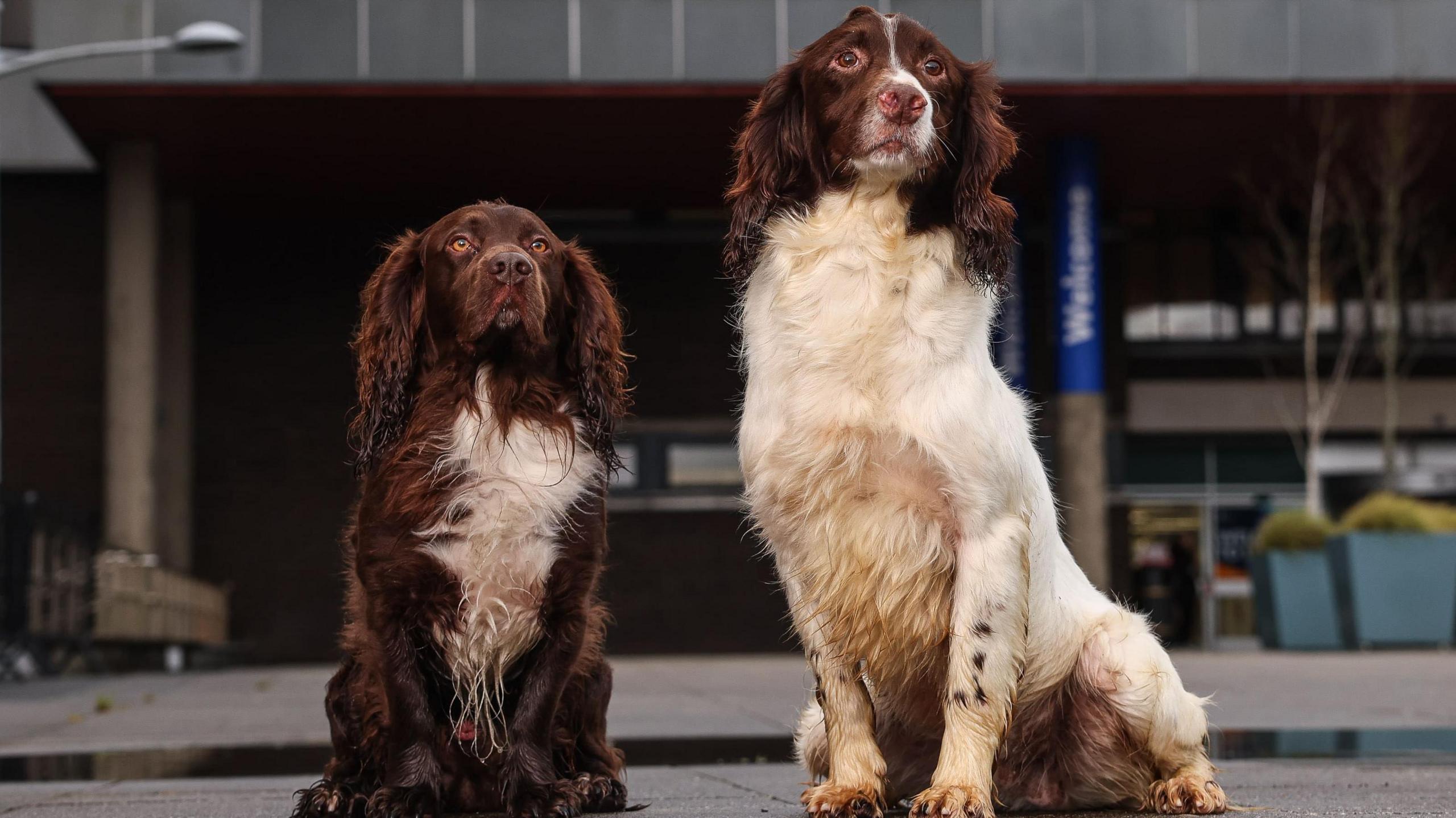 Teddy the cocker spaniel (left) and Scott the springer spaniel visit Ulster University in Coleraine ahead of the new Veterinary Nursing degree getting underway in September 2025. 