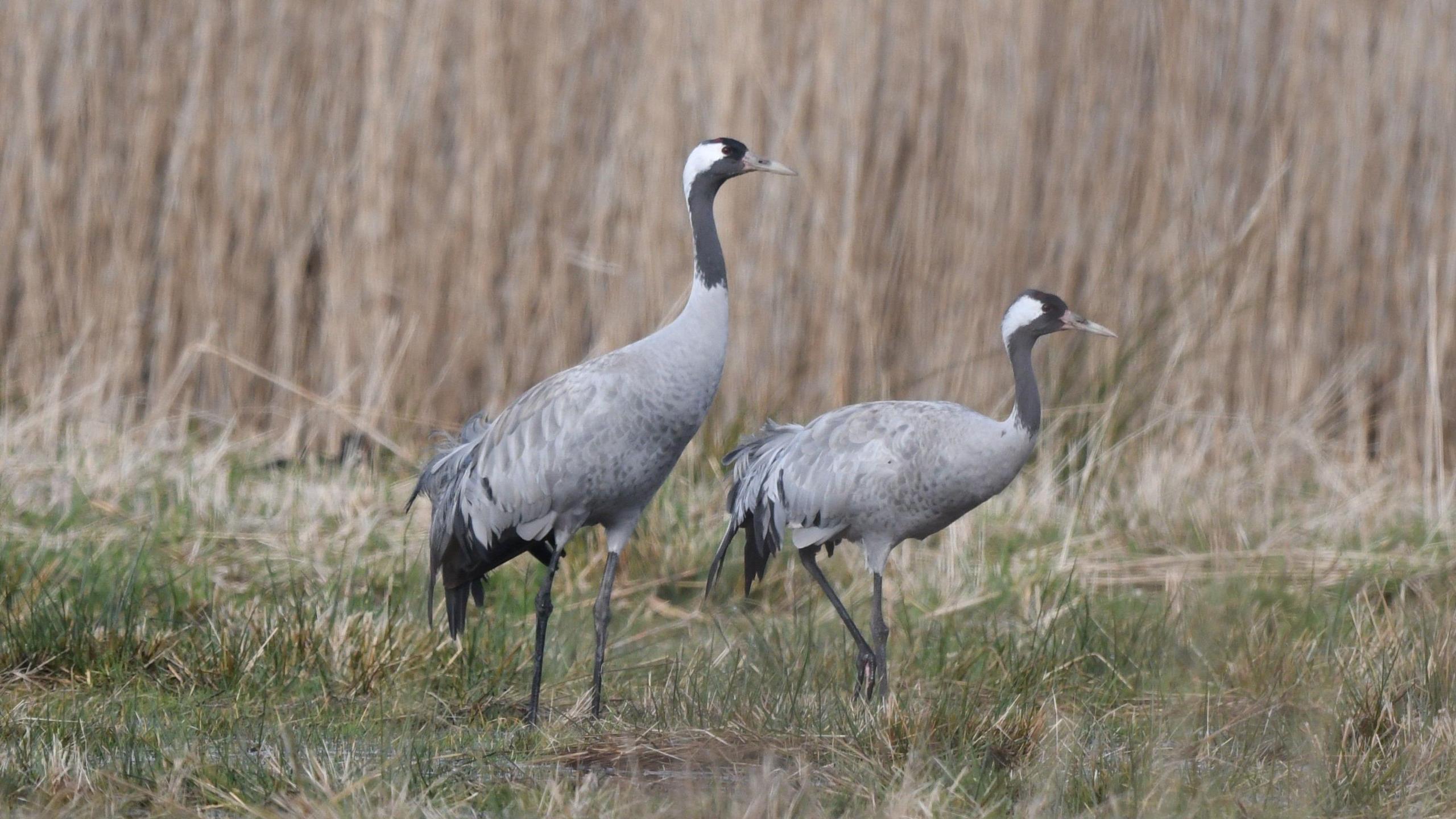 Two Common Crane birds walking through reeds 