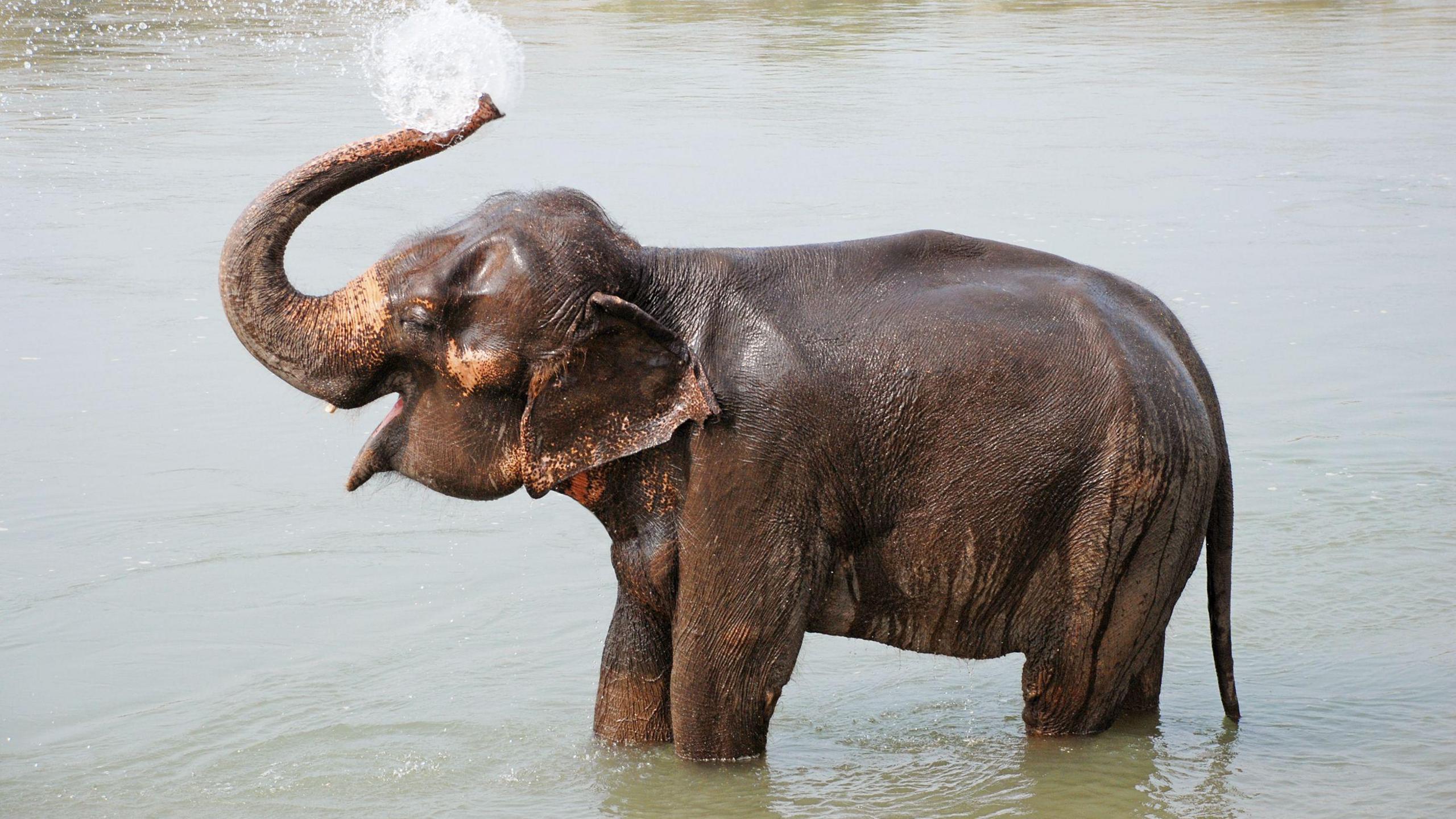 Elephant squirting water