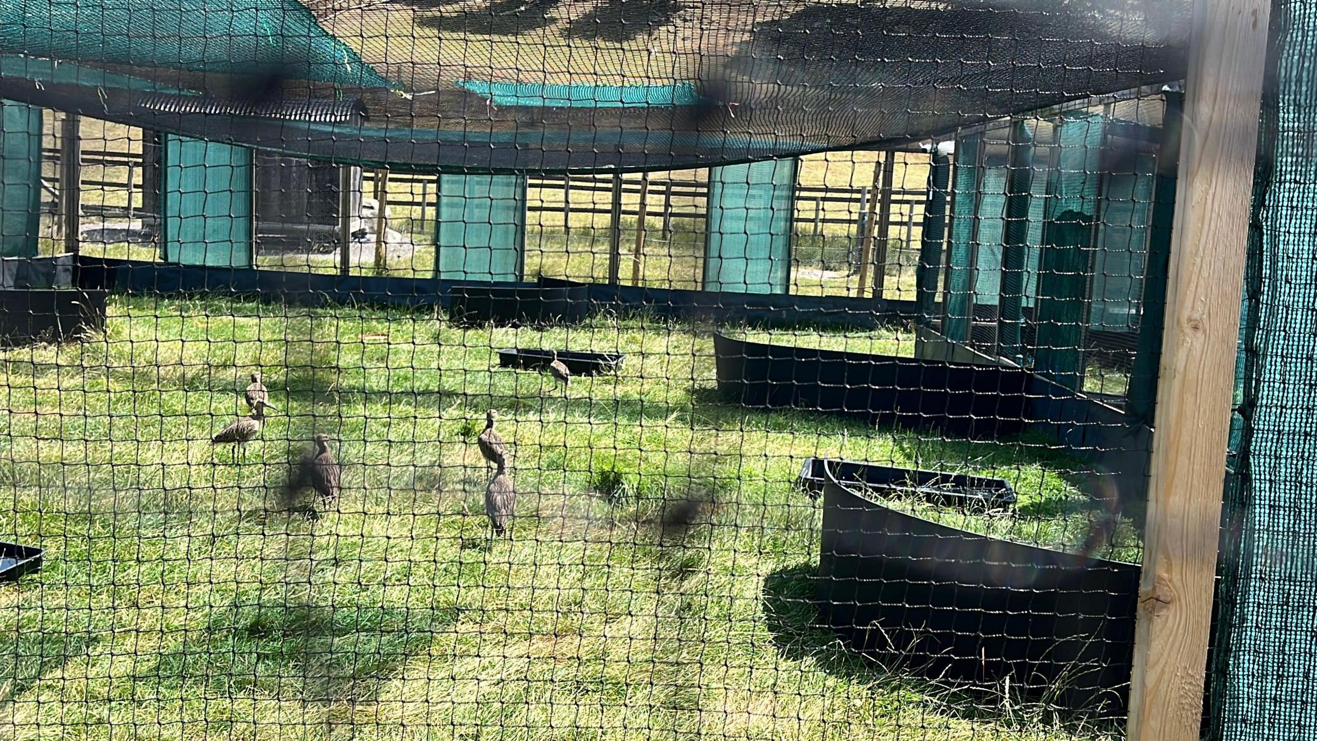 Seven curlews pictured inside one of their pens. They have large black troughs of water, and black curved structures providing them with shade. The pens are built out of chicken wire, wooden posts, and green material. The sky is clear and blue and there is strong sunshine. 