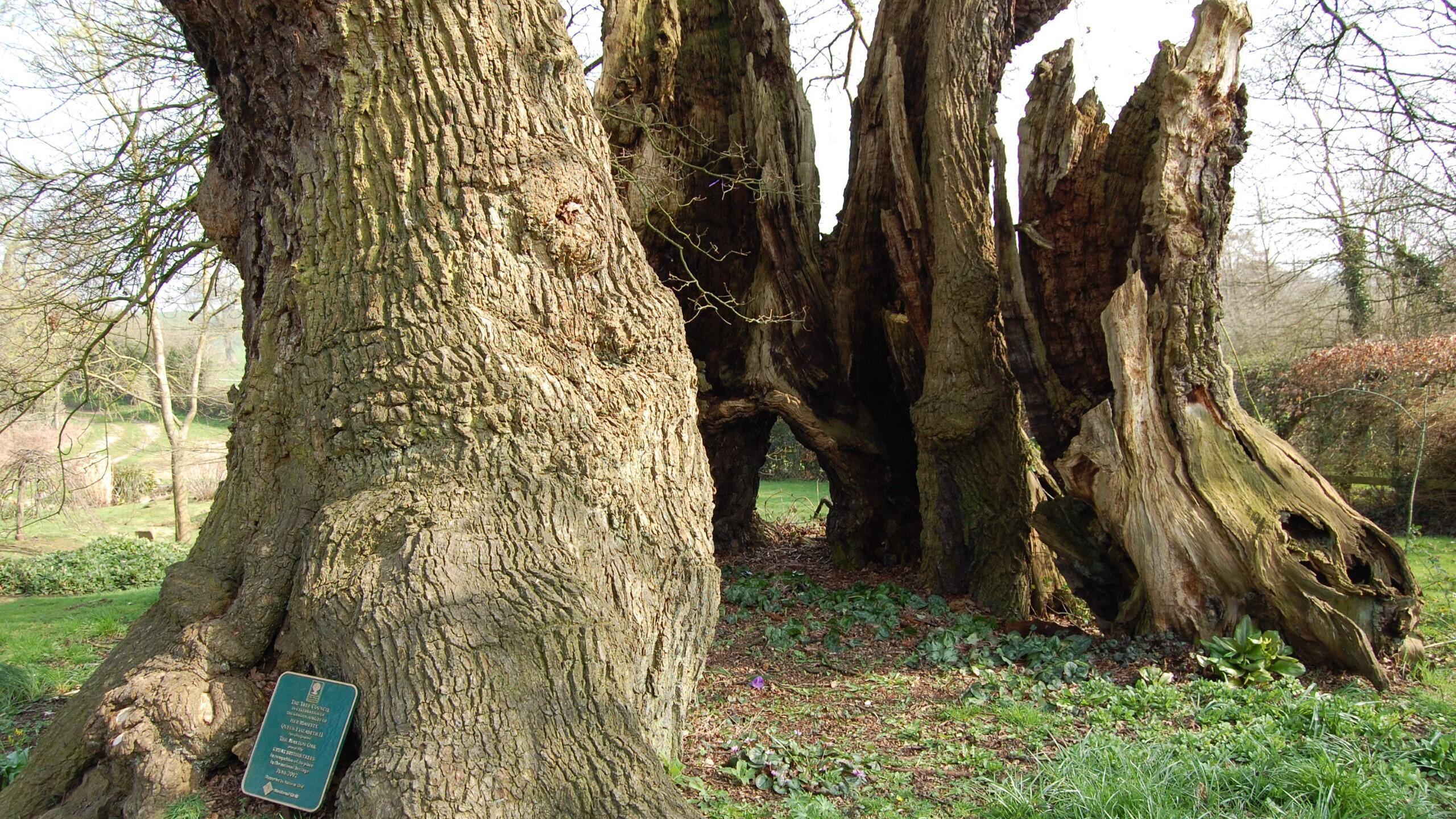 A large tree with a hollow centre, with a green plaque stuck to the outside of it