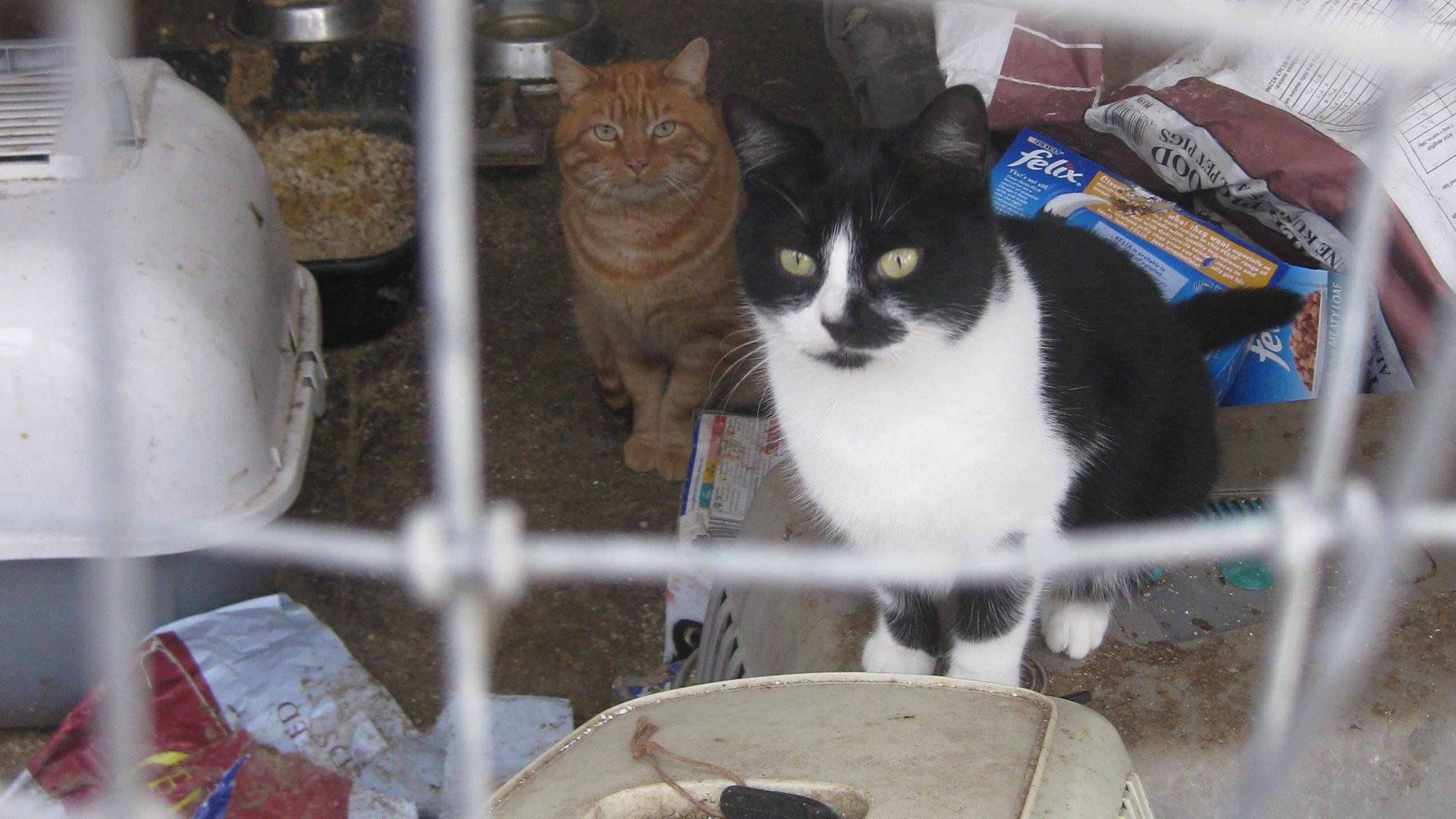 Black and white and a tabby cat with white and orange markings sitting in a room with bowls and food stuffs in shot