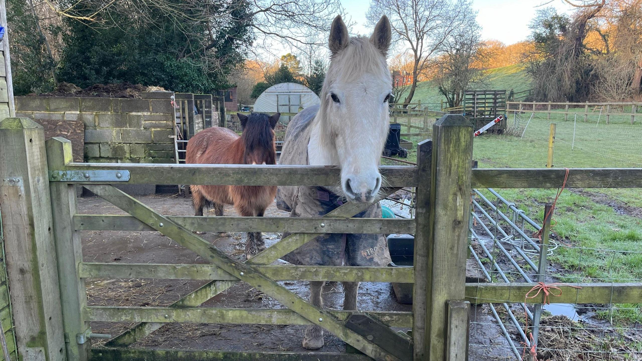 One white horse and one chestnut-coloured pony are standing behind the fence at a farm.