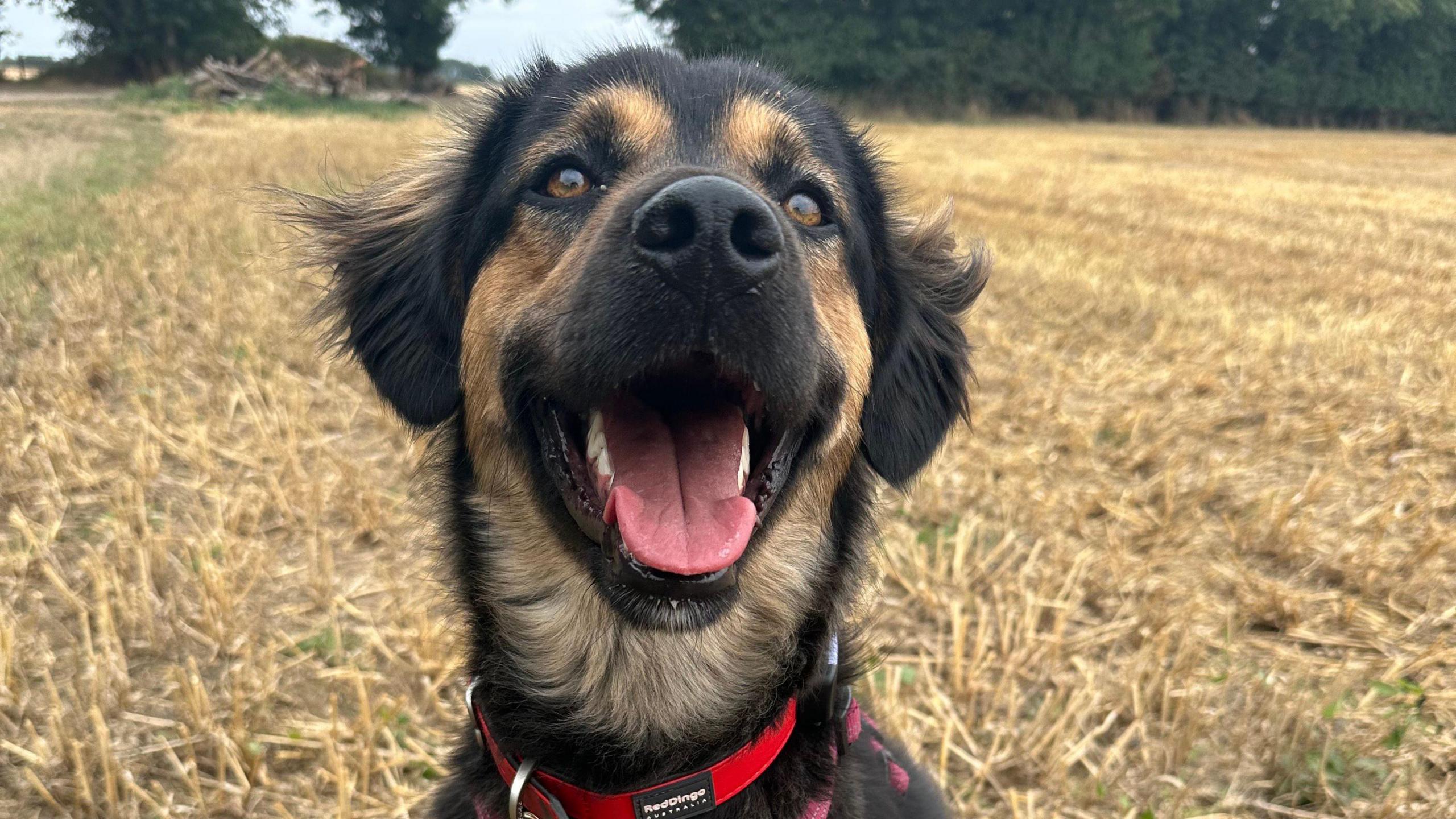 A black and brown dog is looking at the camera. He has his mouth open and is wearing and red collar. He is sitting in a harvested straw field and there are bushes in the background