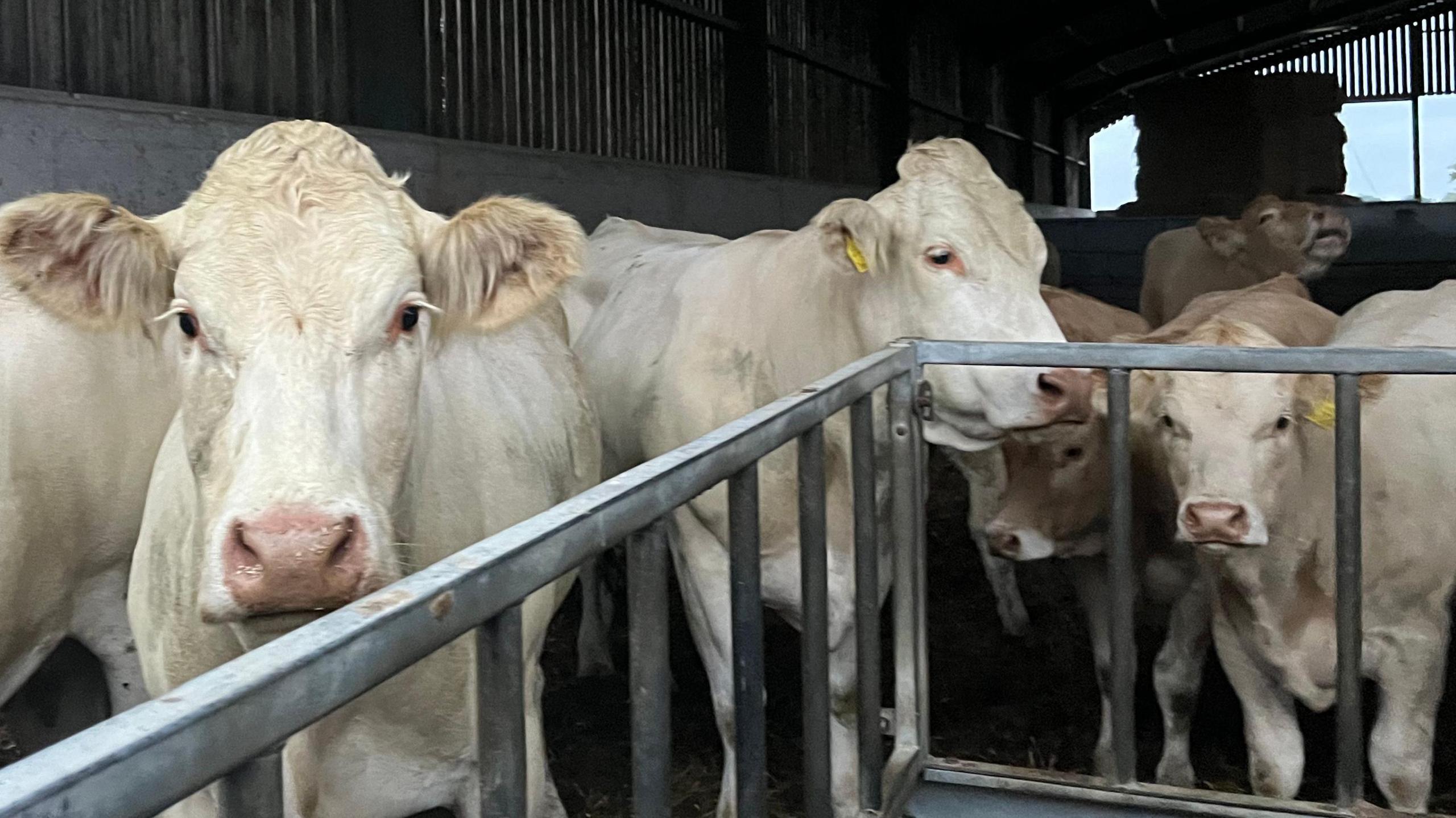 Half a dozen white cattle, with yellow ear tags, standing in a barn behind a metal frame