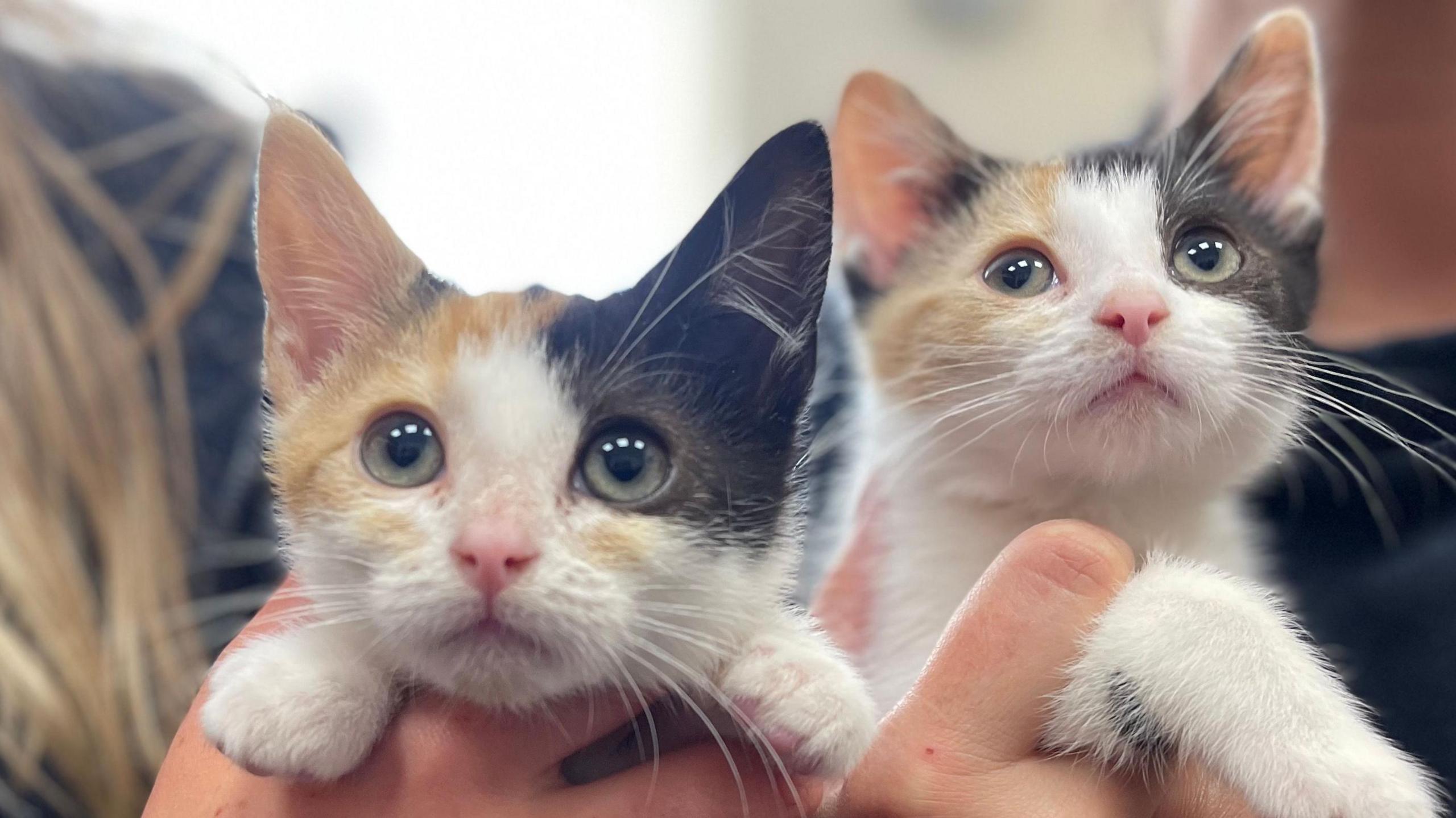 Two kittens being held by RSPCA workers