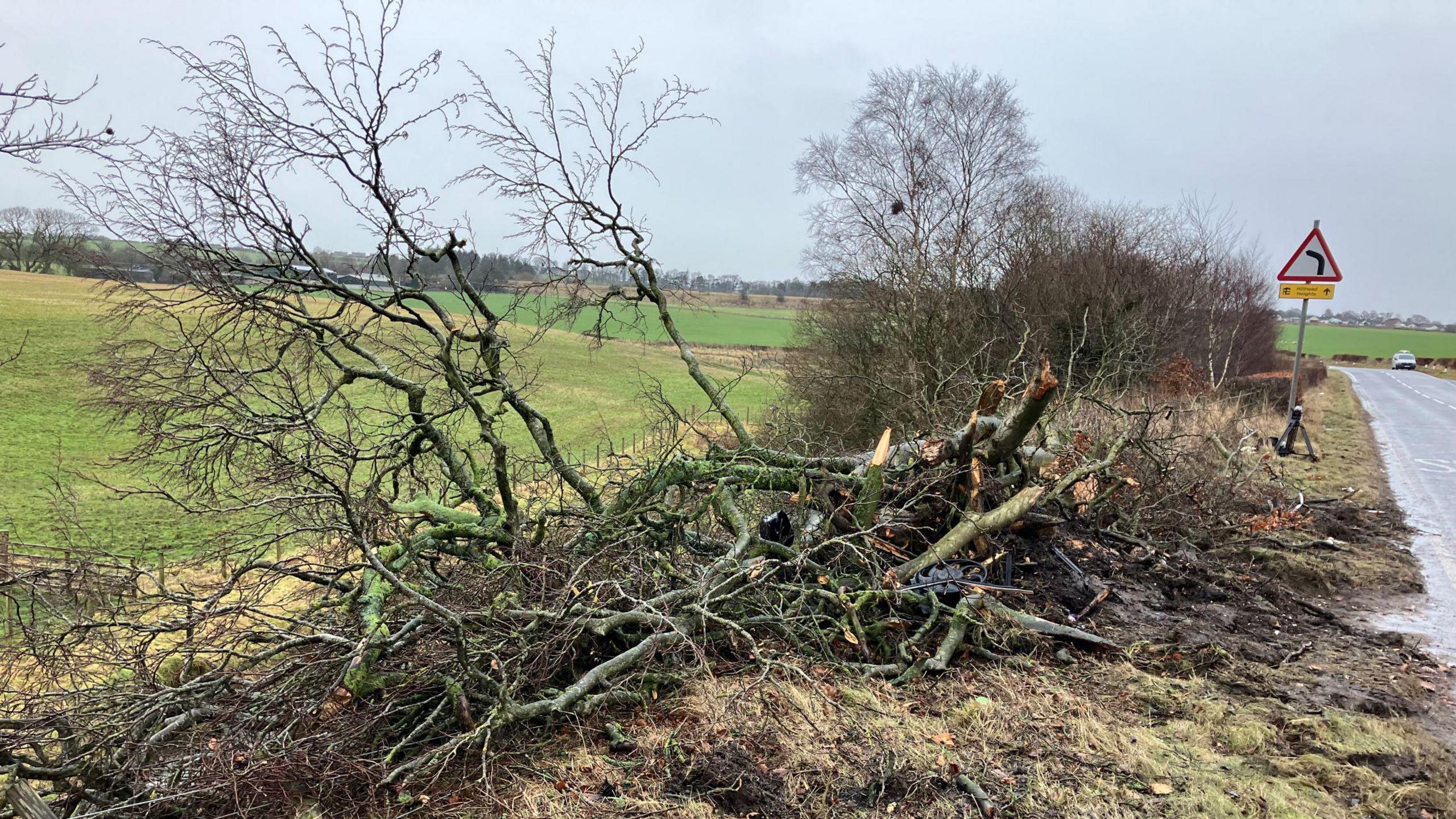 A broken tree in pieces by the side of a country road. 