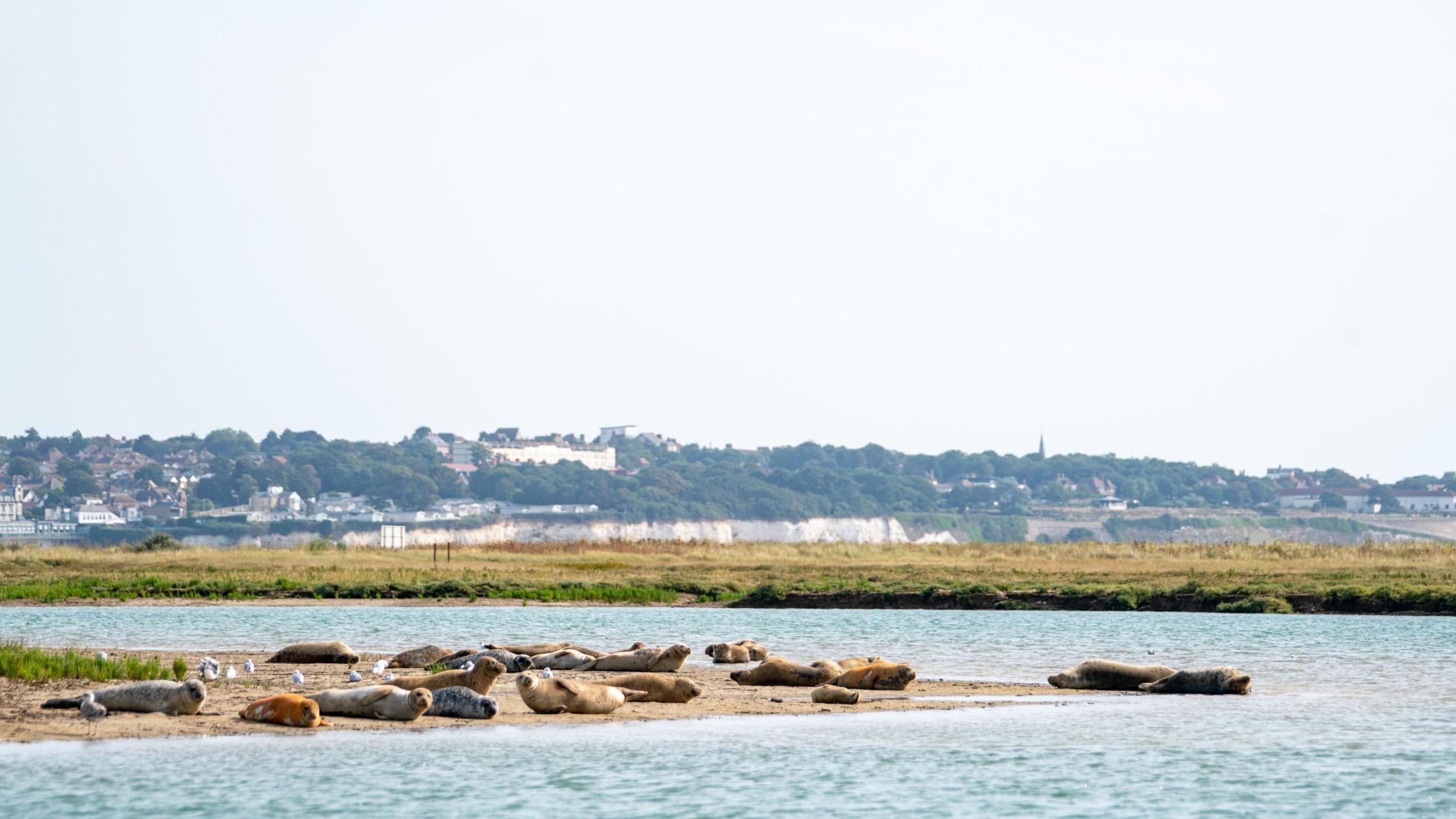 Seals spotted on the during the survey in August