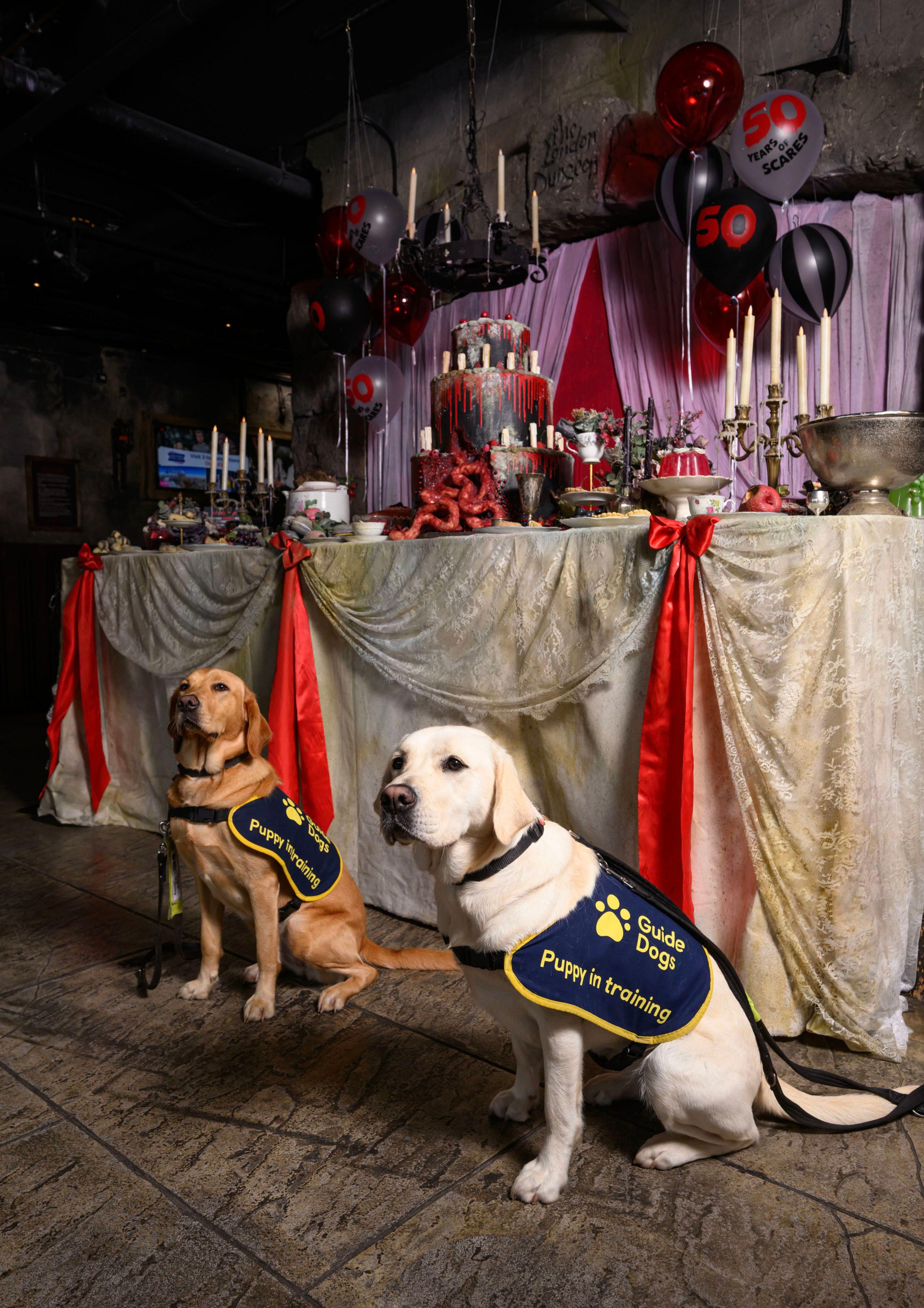 Guide dogs by a Halloween cake