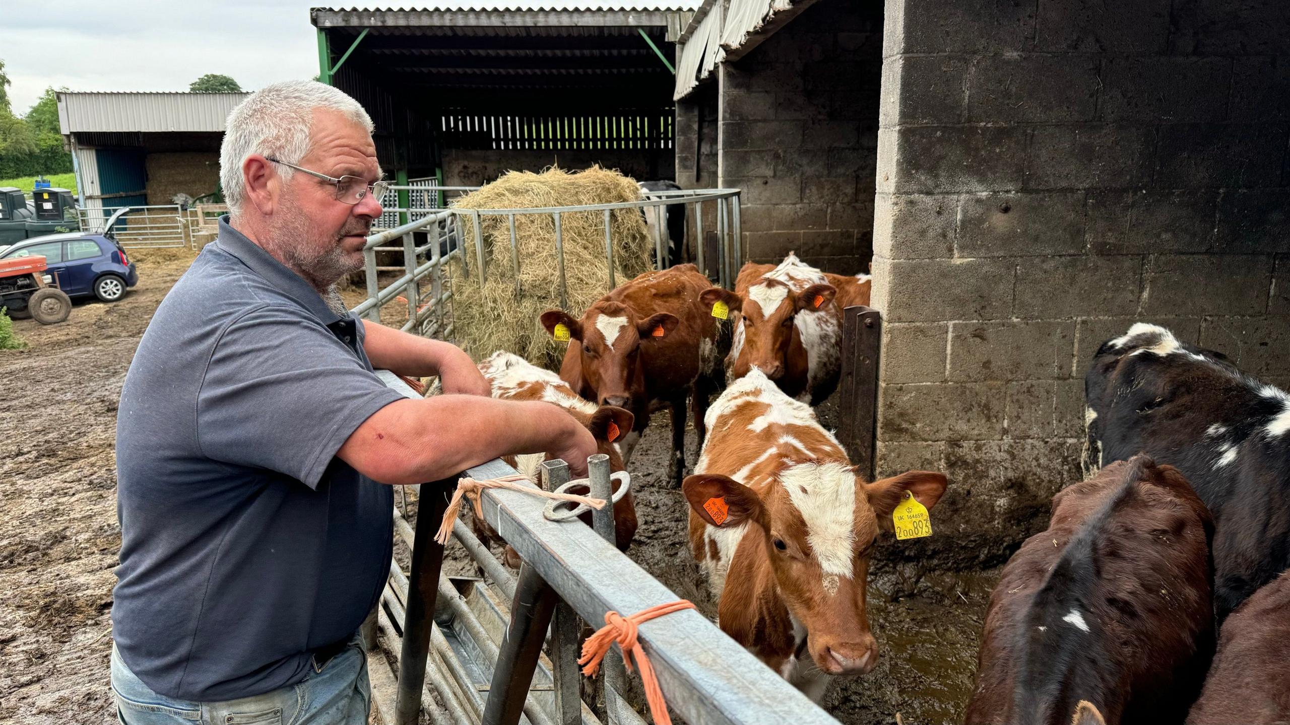 Farmer leaning on pen full of cows