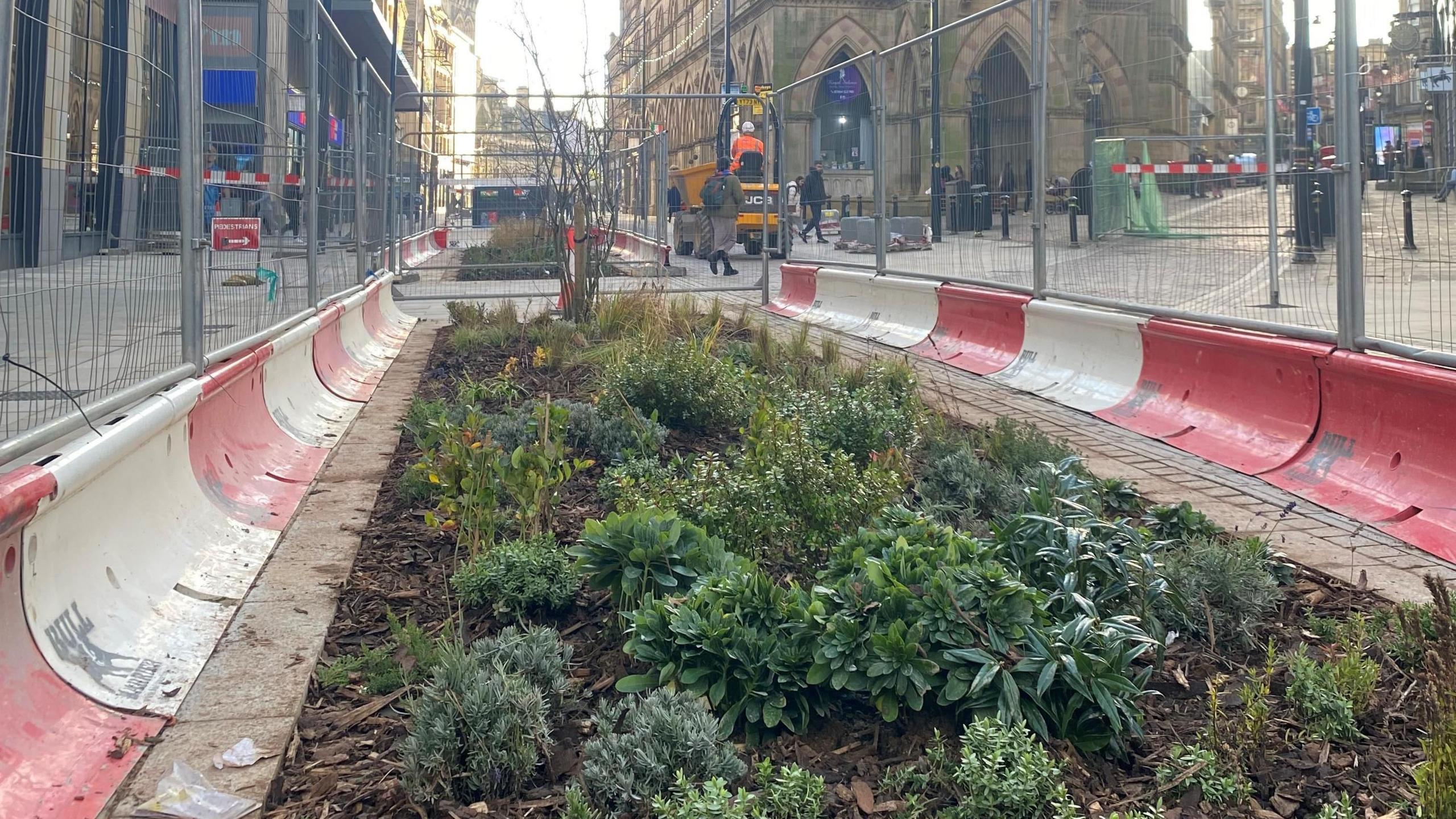 A number of green plants in a brown soil bed surrounded by red and white plastic curbing and metal fencing. People walking around the fencing in the background. 