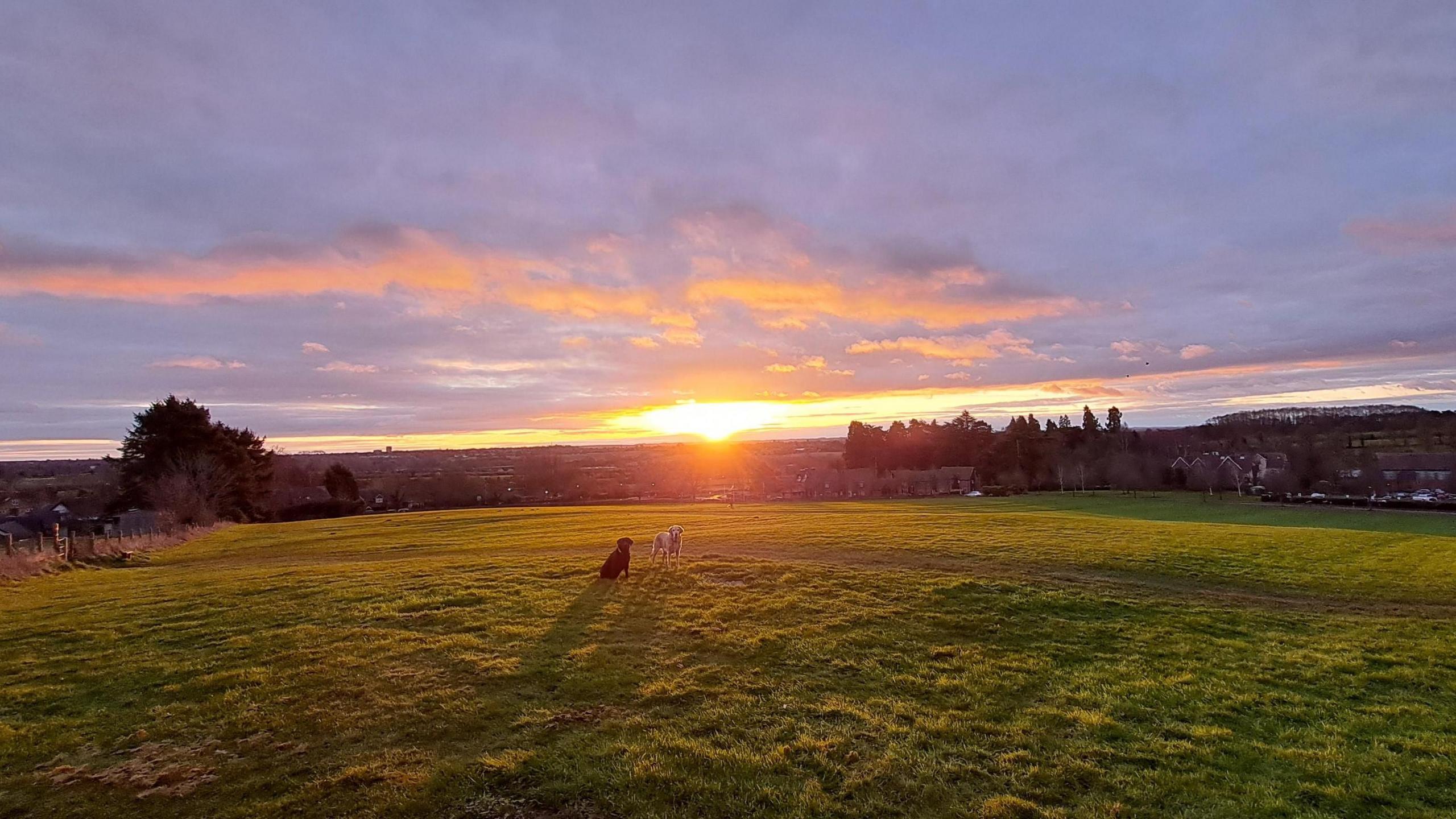 The sun coming over the horizon pictured through clouds, creating yellow and orange colours on them. There is a large area of green grass in the foreground with, a little bit in the distance, two dogs sitting on the grass and casting a shadow, with trees further away.