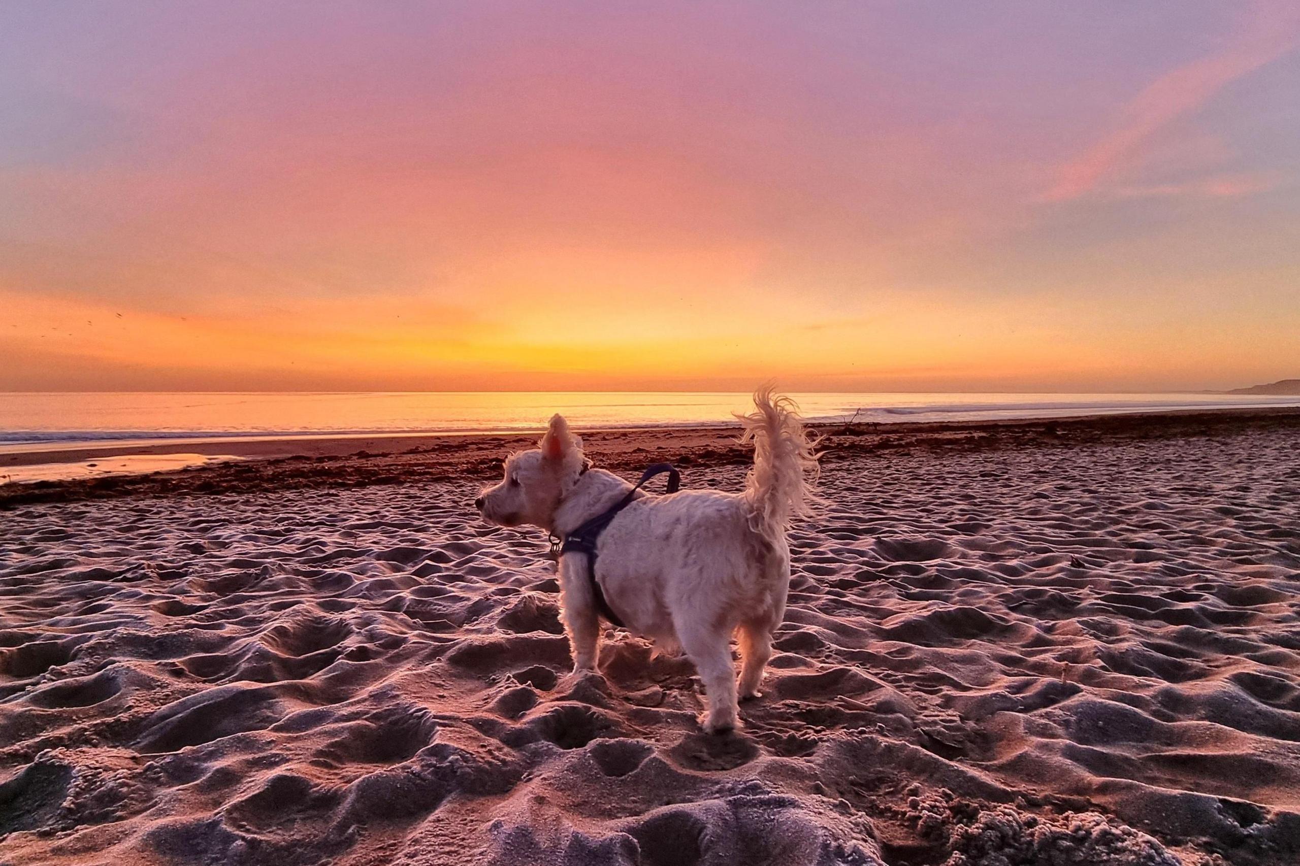 A small dog on a beach at sunset.