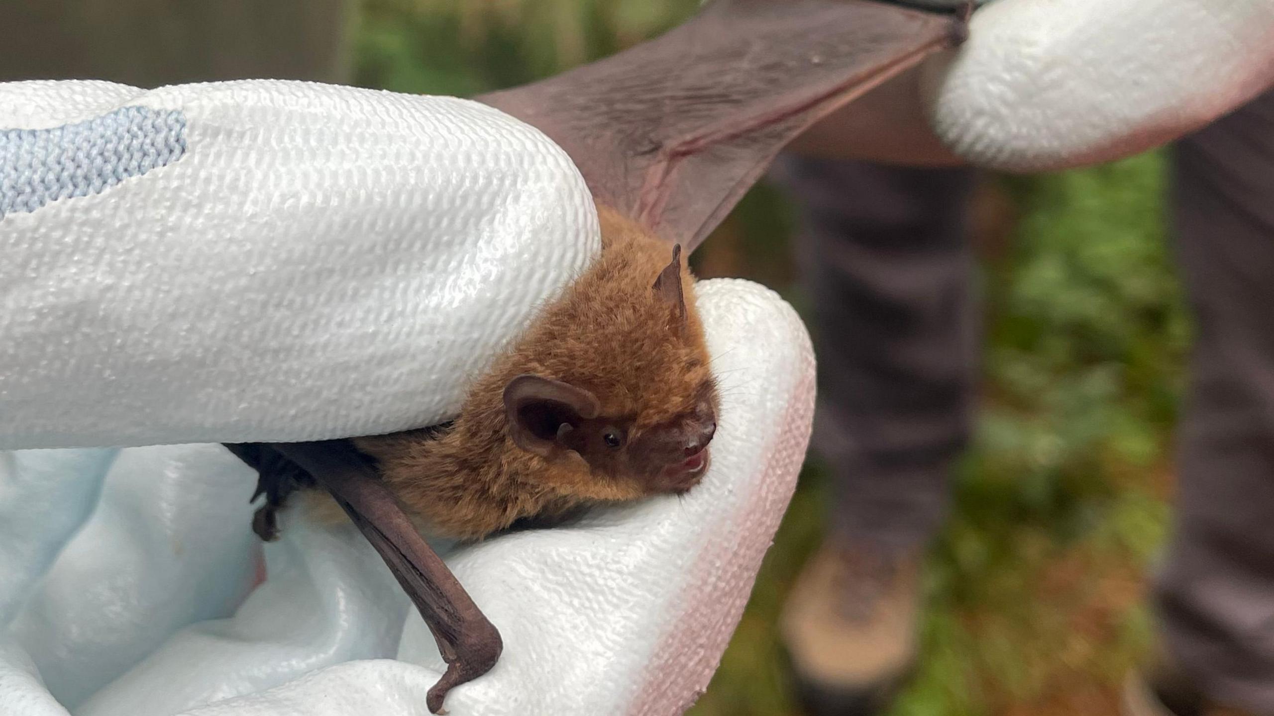 A Soprano Pipistrelle bat being held by someone wearing white gloves.