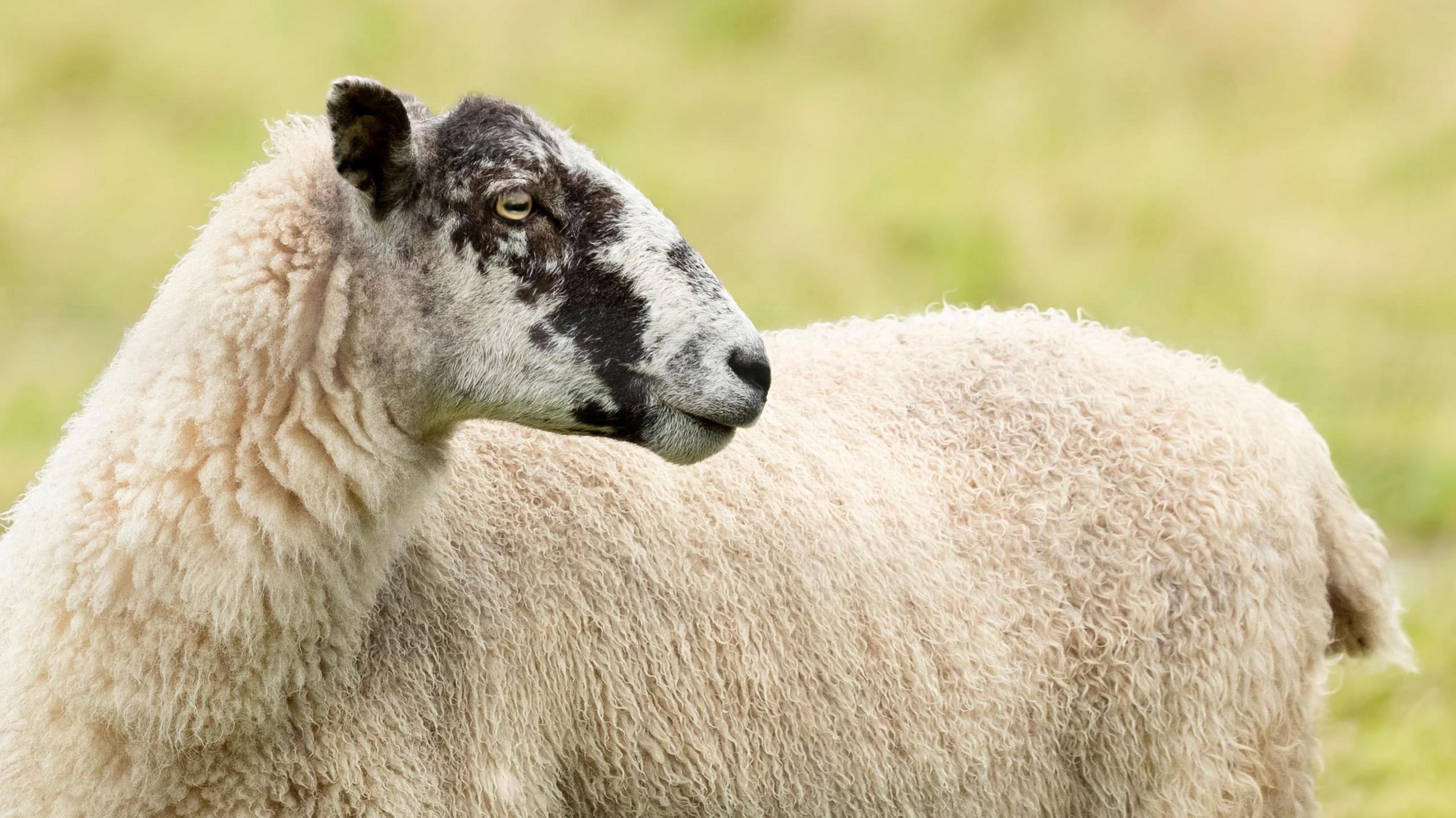 Generic image of a sheep with a black-speckled face standing in a field