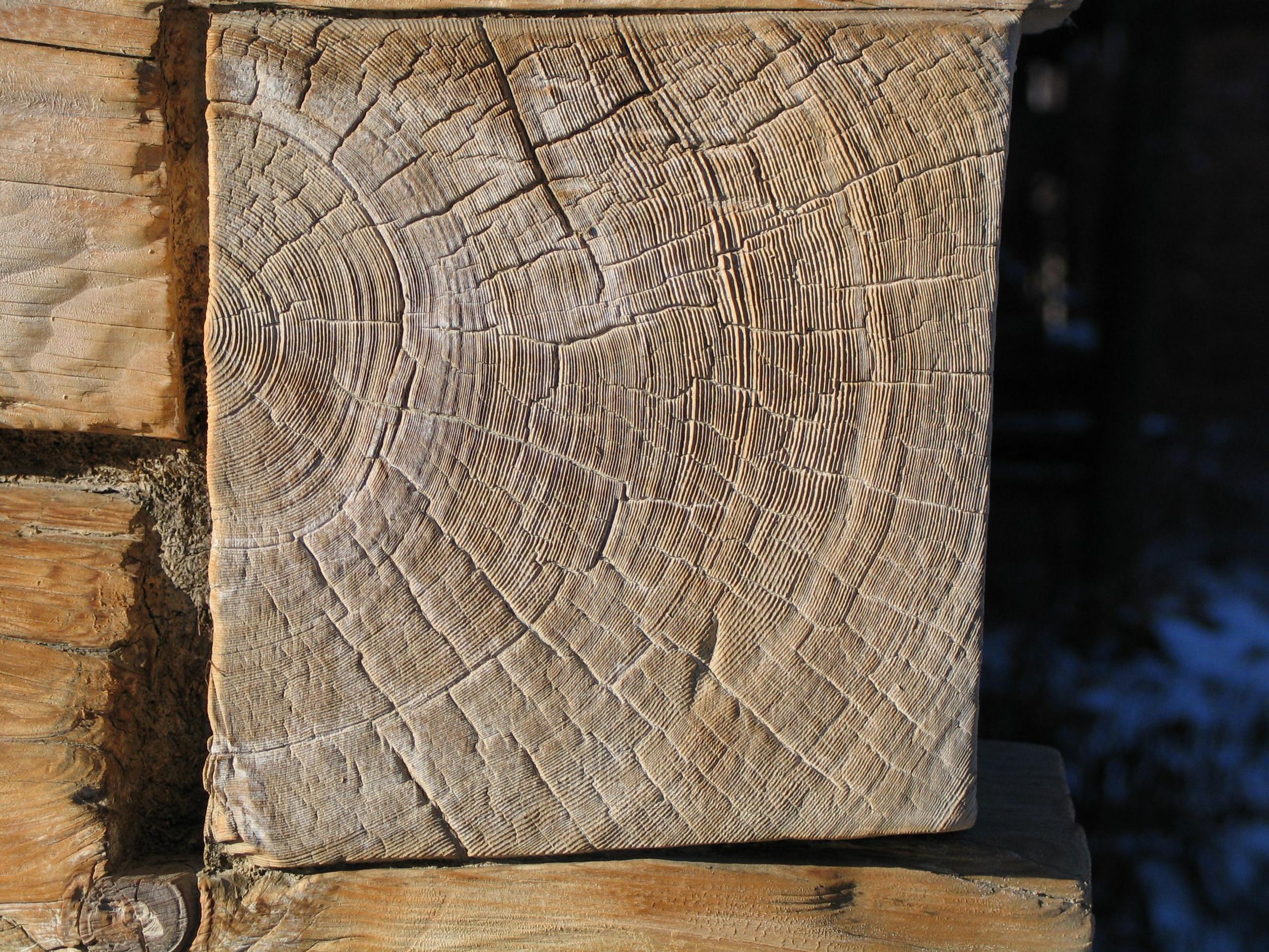 Cross-section of part of a tree, showing hundreds of rings