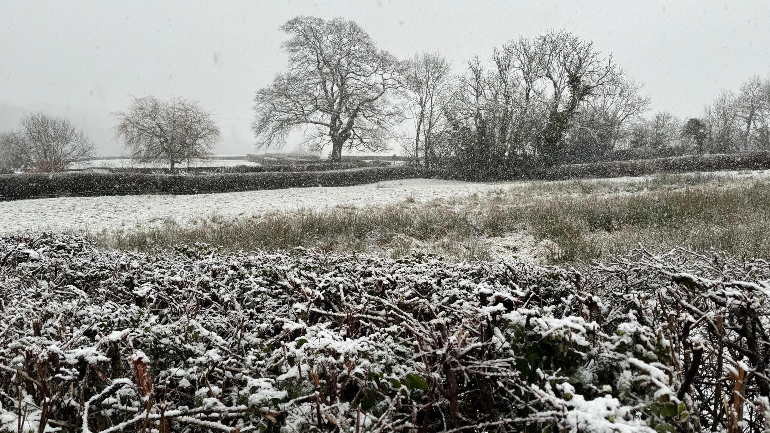 A view out across a snowy field with a hedge in the foreground and large trees in the background. You can see snowflakes drifting down past the camera.