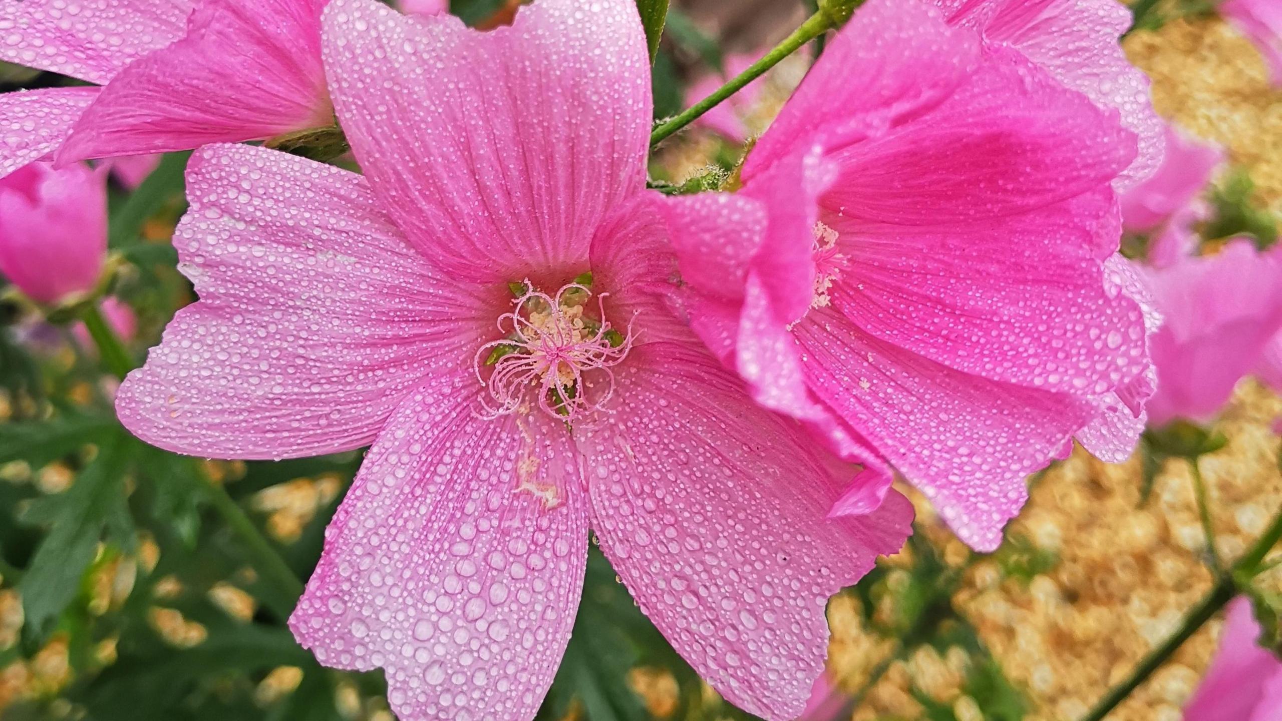 A close up of a pink prairie mallow which has five large petals and is covered in raindrops