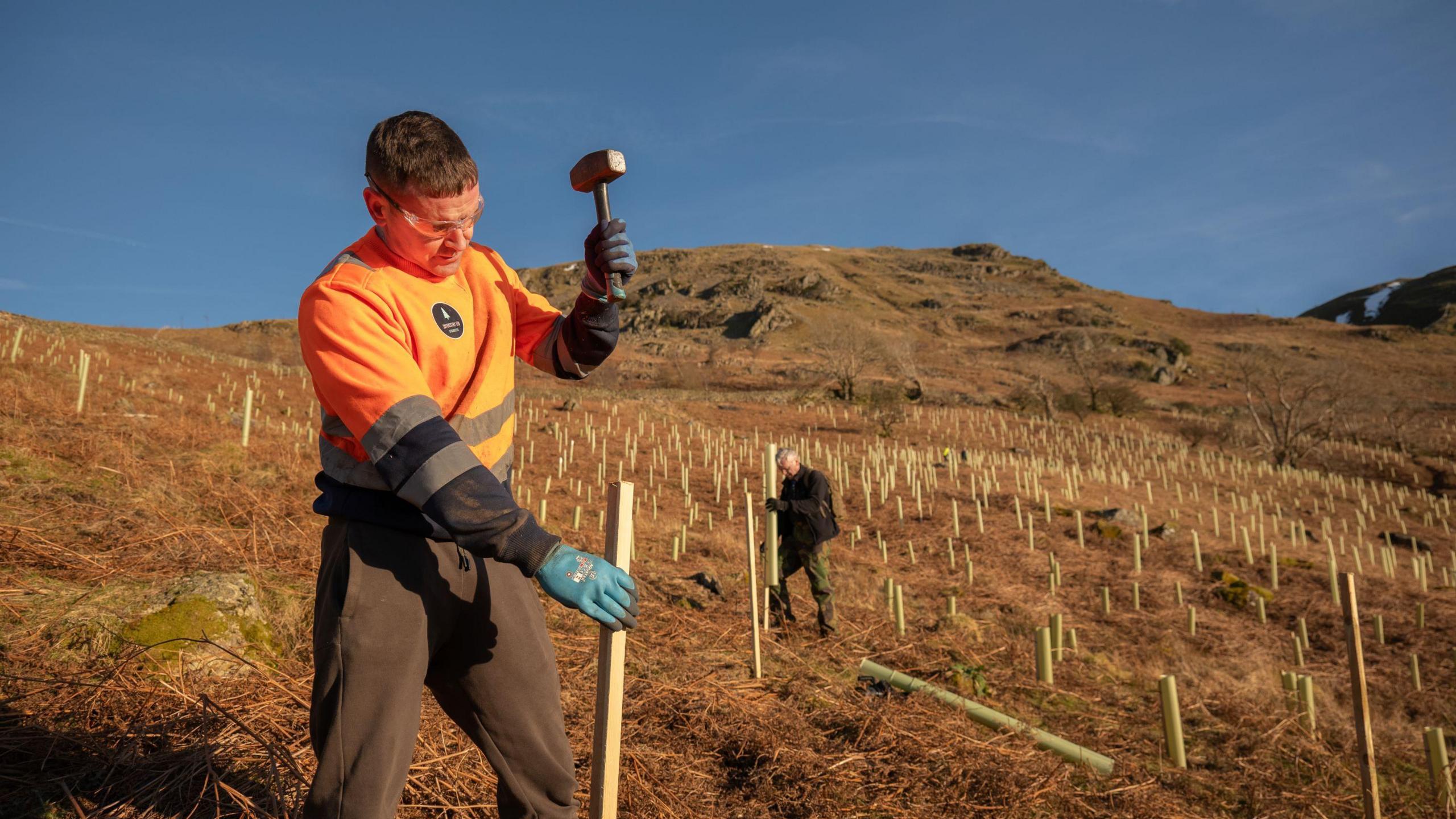 Man wearing fluorescent orange clothing uses a hammer to stake a wooden post on the Thirlmere site. The fell is covered in dead brown bracken. 