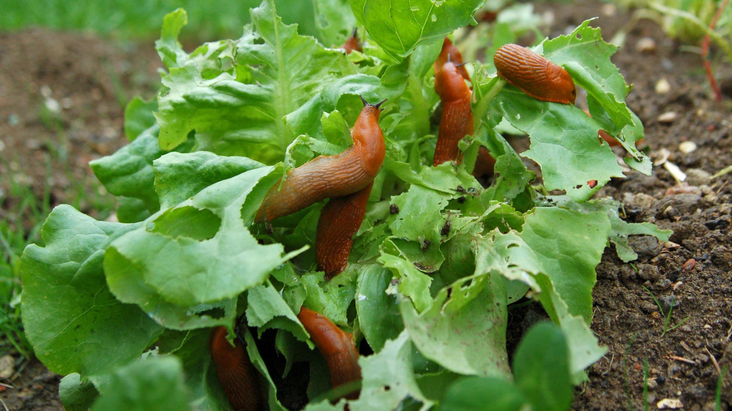 Slug invasion in a salad garden. 