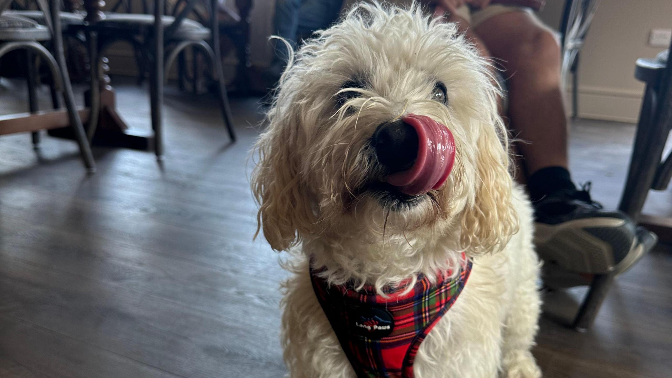 White dog in a pub