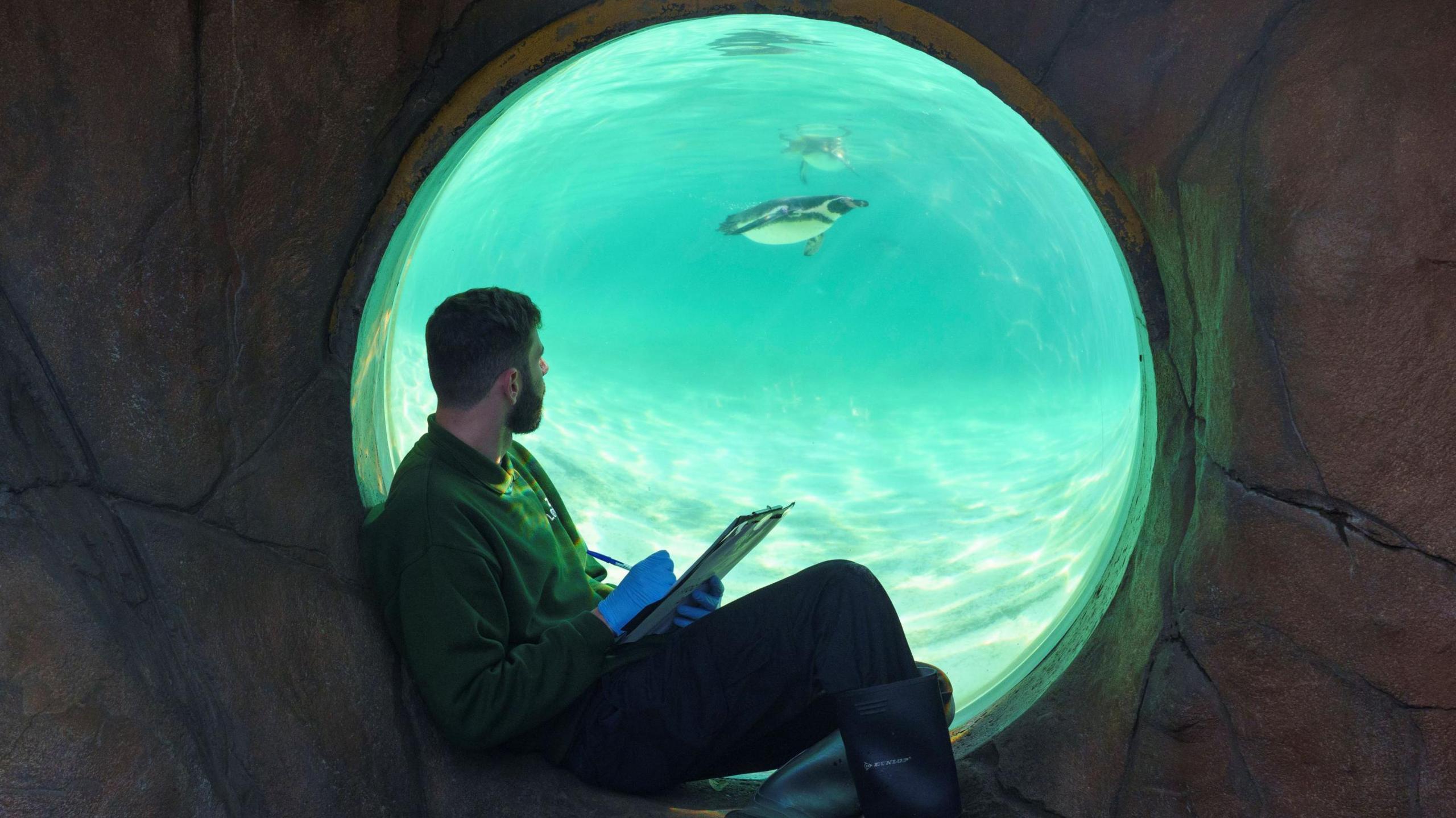 A male zoo keeper in a viewing tunnel counting penguins