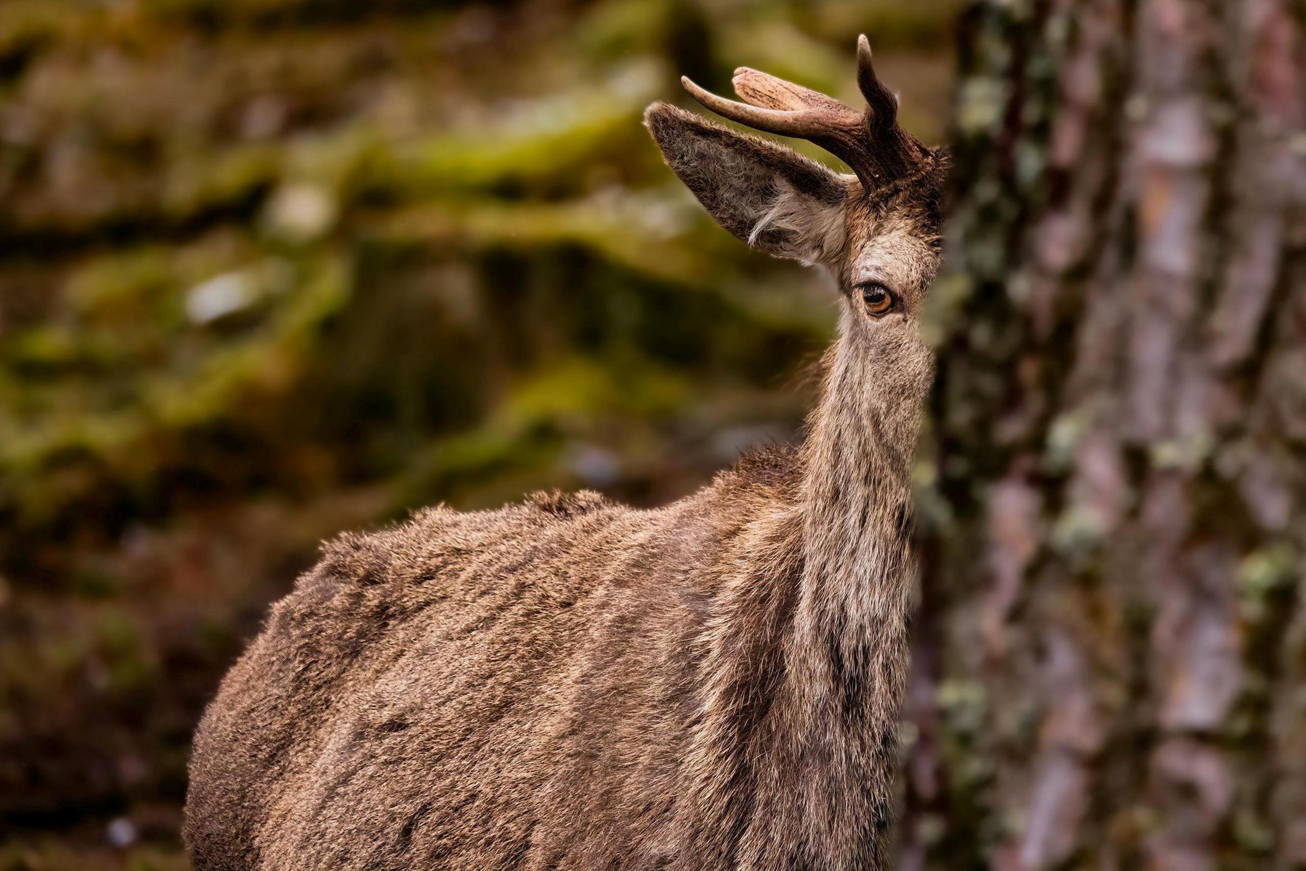 Red deer