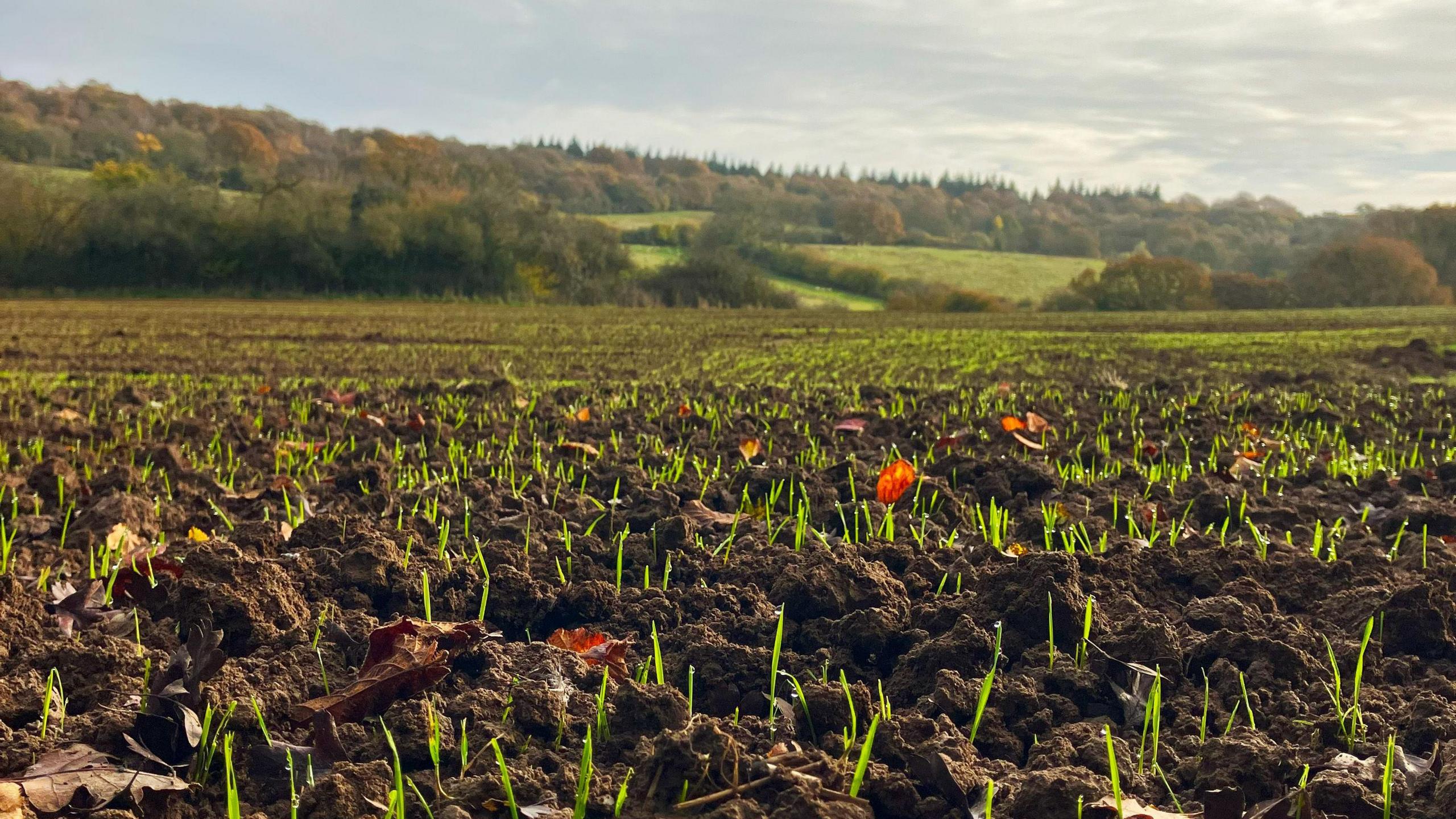 close up image showing young green shoots sprouting through rich dark soil, with tree lined hills in the distance.