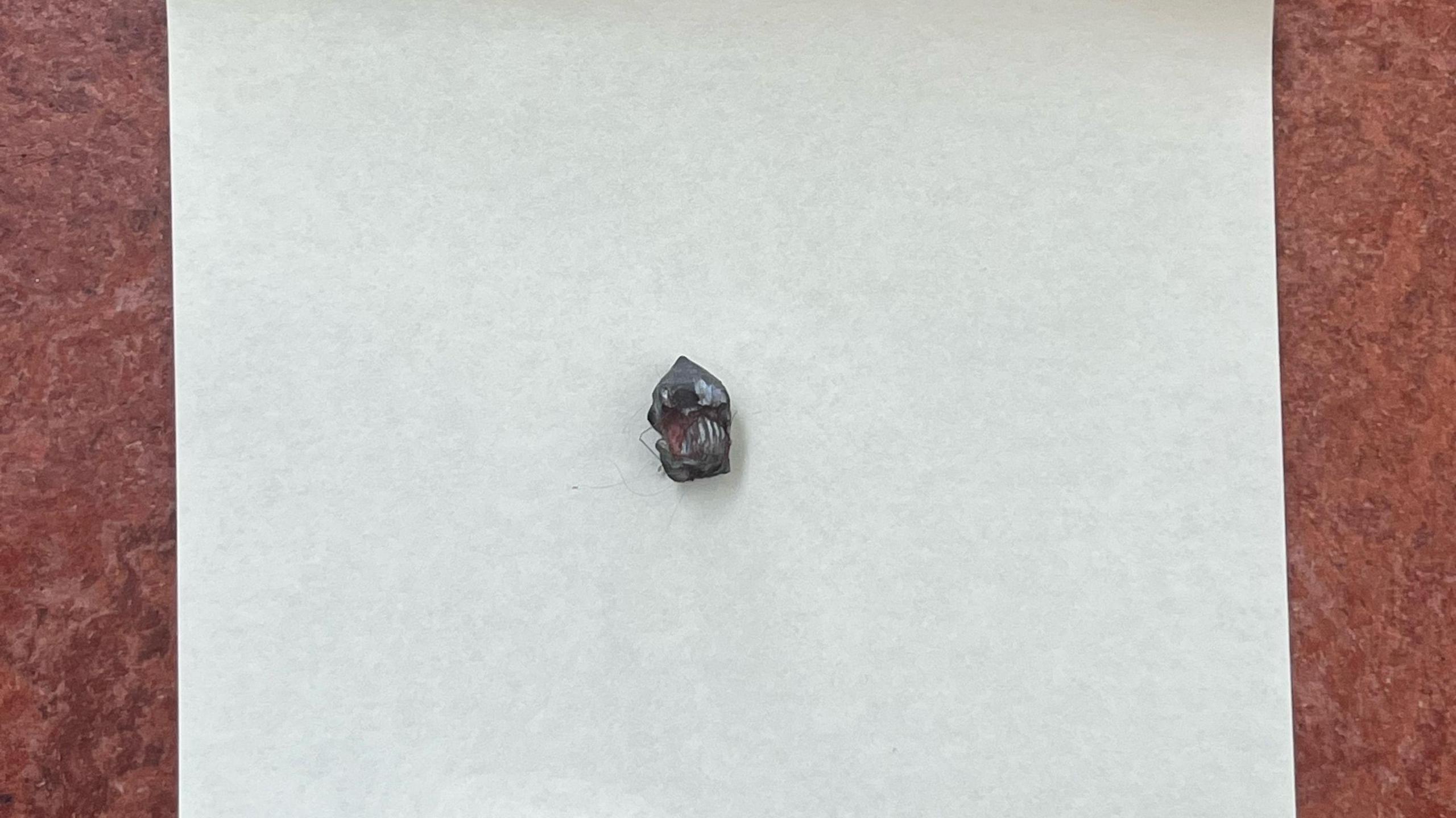 A pellet removed from a cat