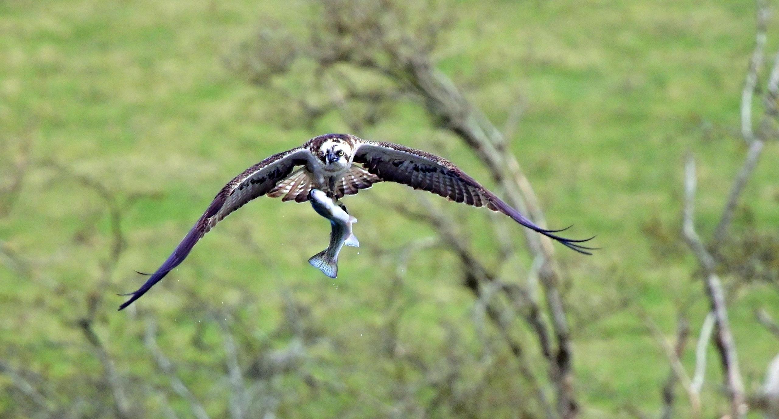 Bird in flight with a fish caught in its talons