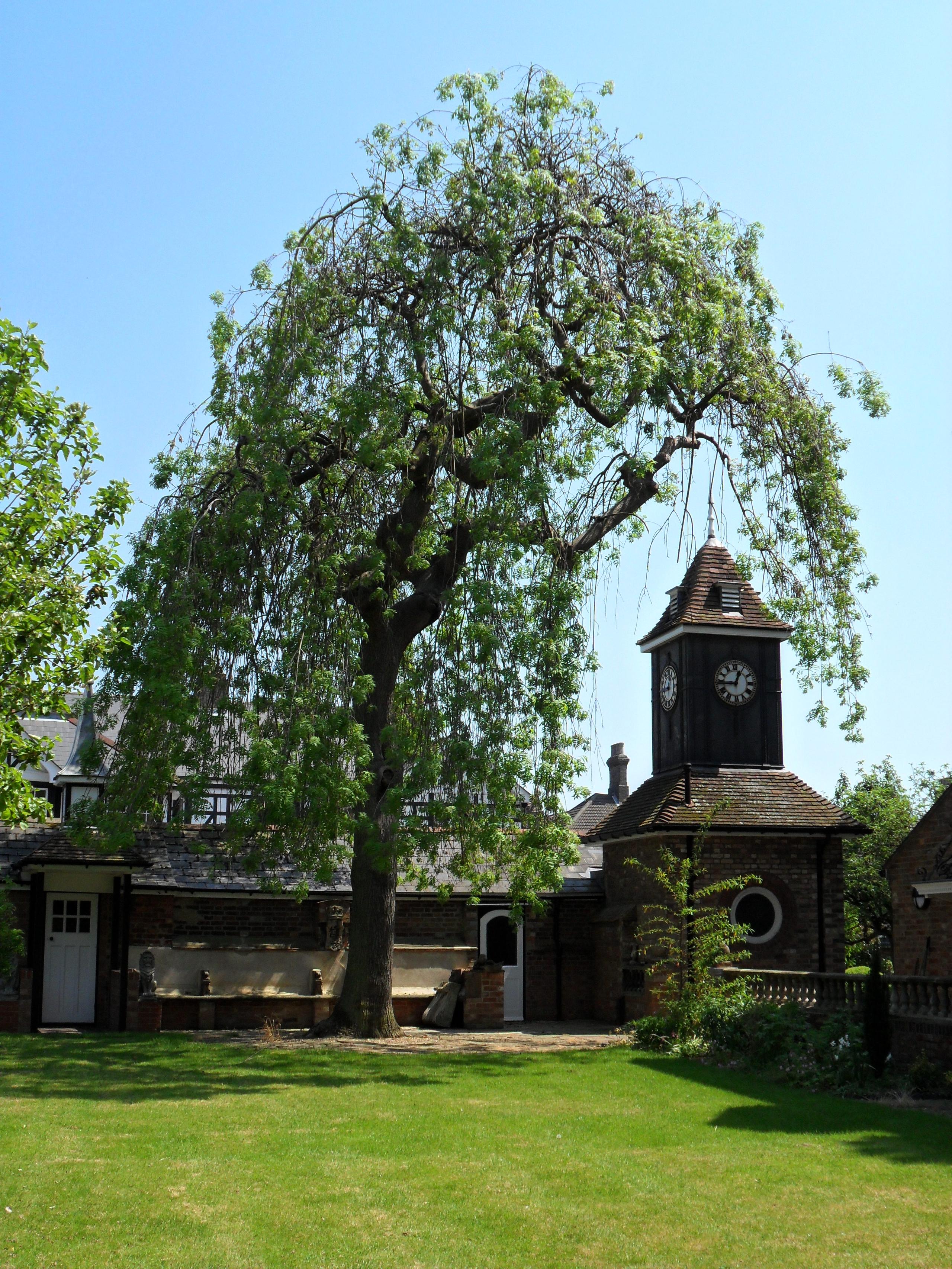 Yggdrasil tree in the grounds of the Panacea Museum in Bedford, before it fell down