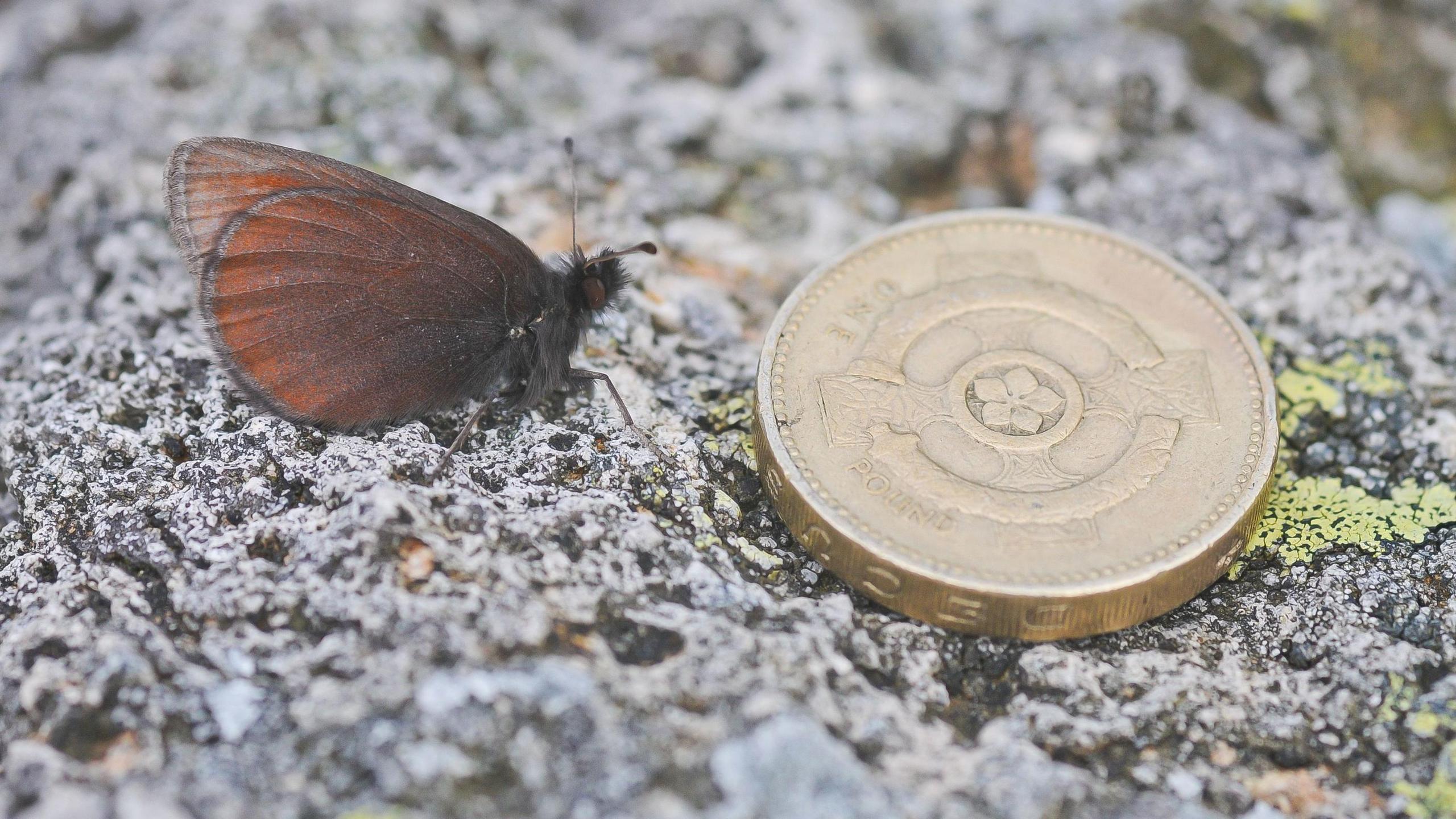 A brown butterfly sits next to an old pound coin. It's smaller than the coin