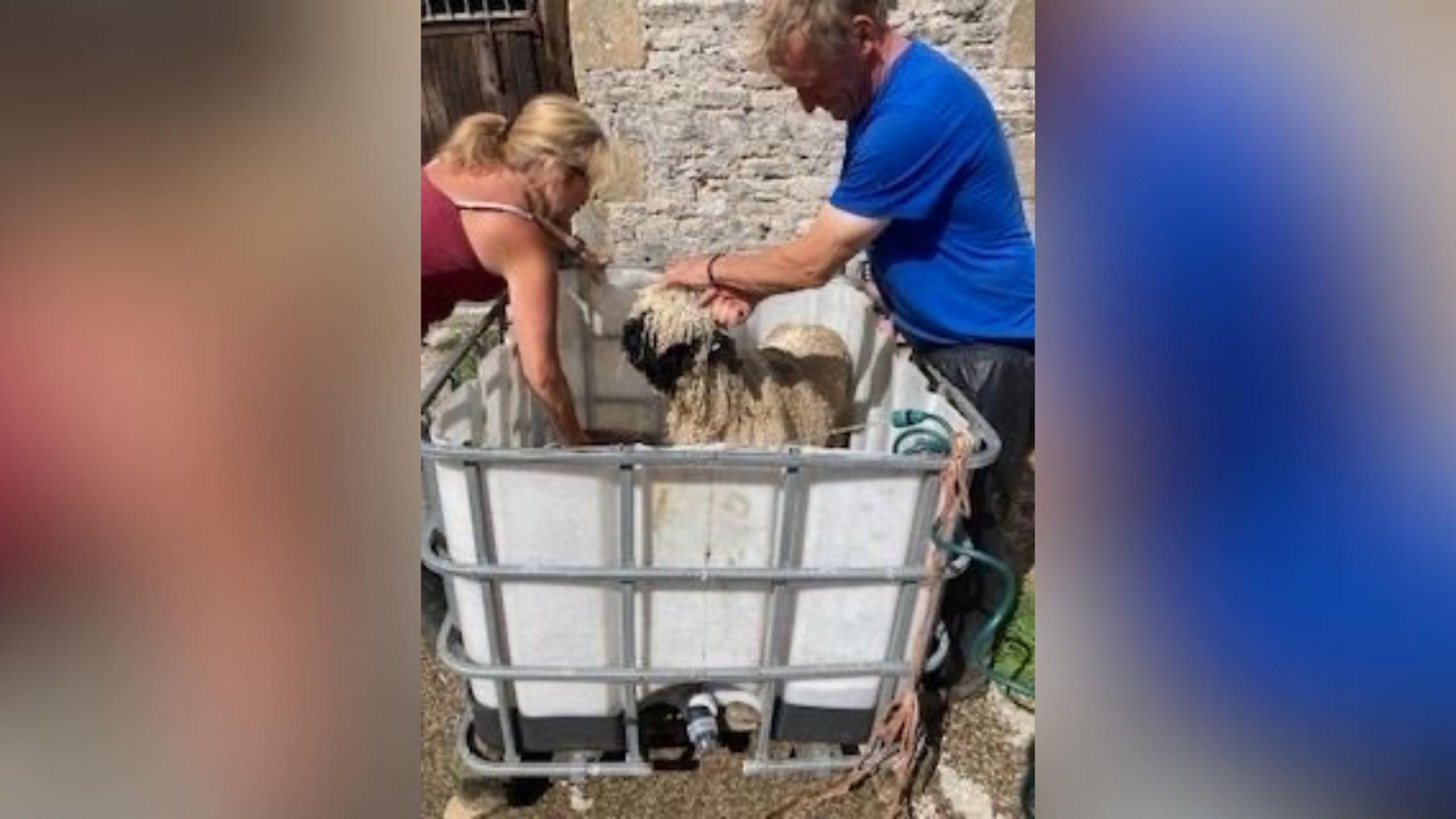 Stephanie Wells, and her husband Steven, washing a sheep called Kandyfloss.