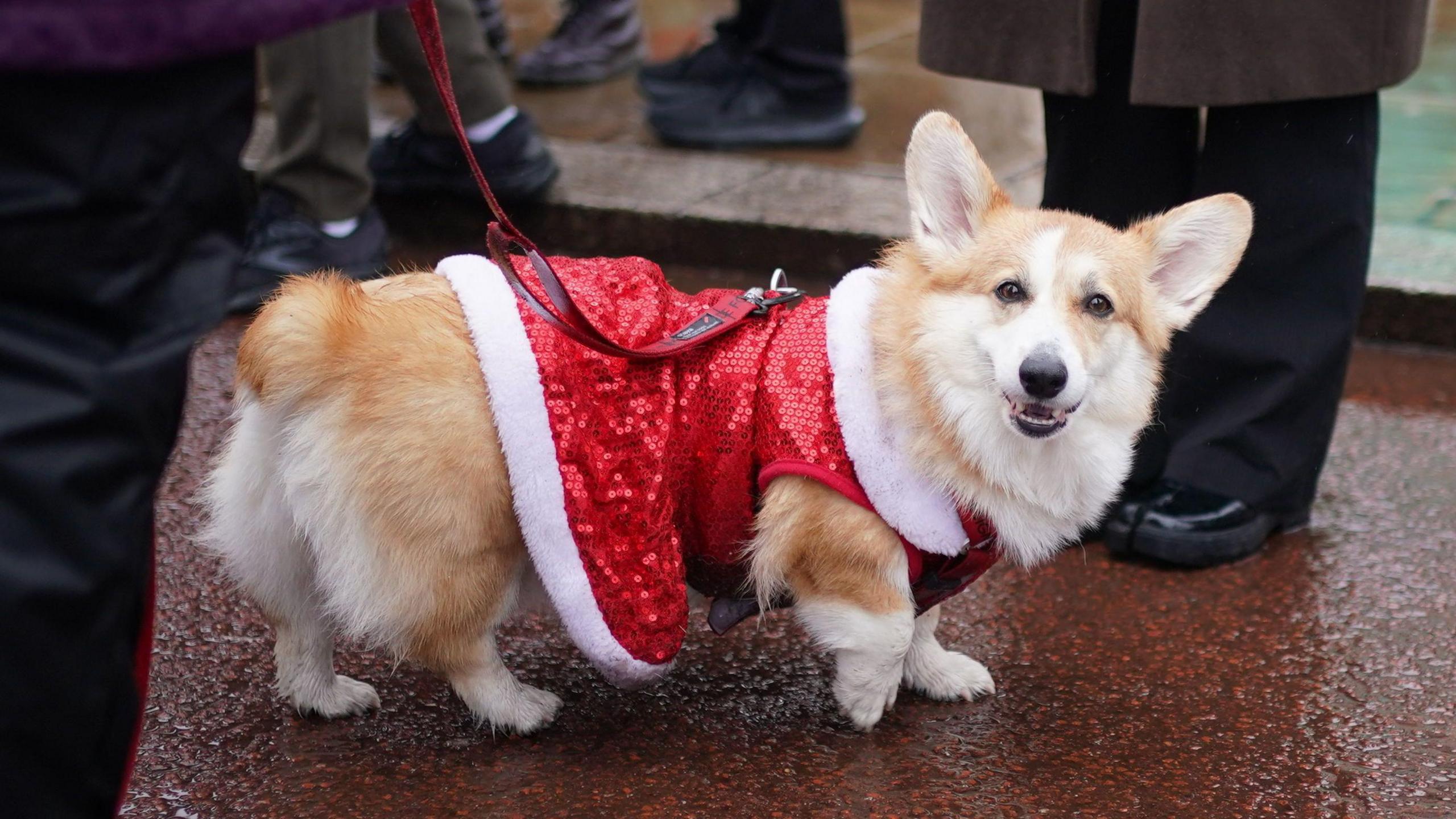 Corgi wearing a sequined and fake fur trim dress and is posing outside Buckingham Palace.