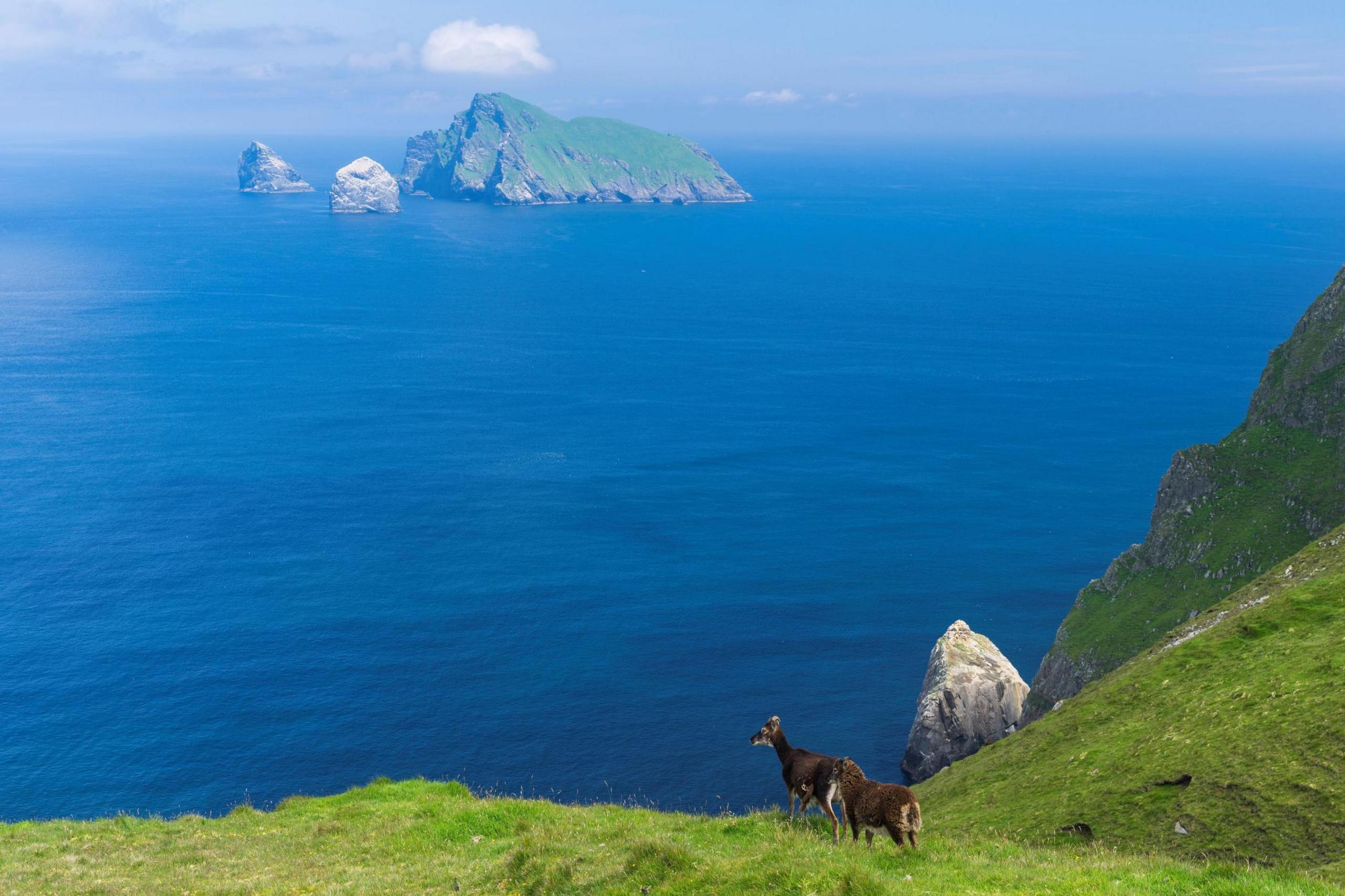 Two Soay sheep standing on a grassy area at a cliff overlooking the sea and island and sea stacks in St Kilda.