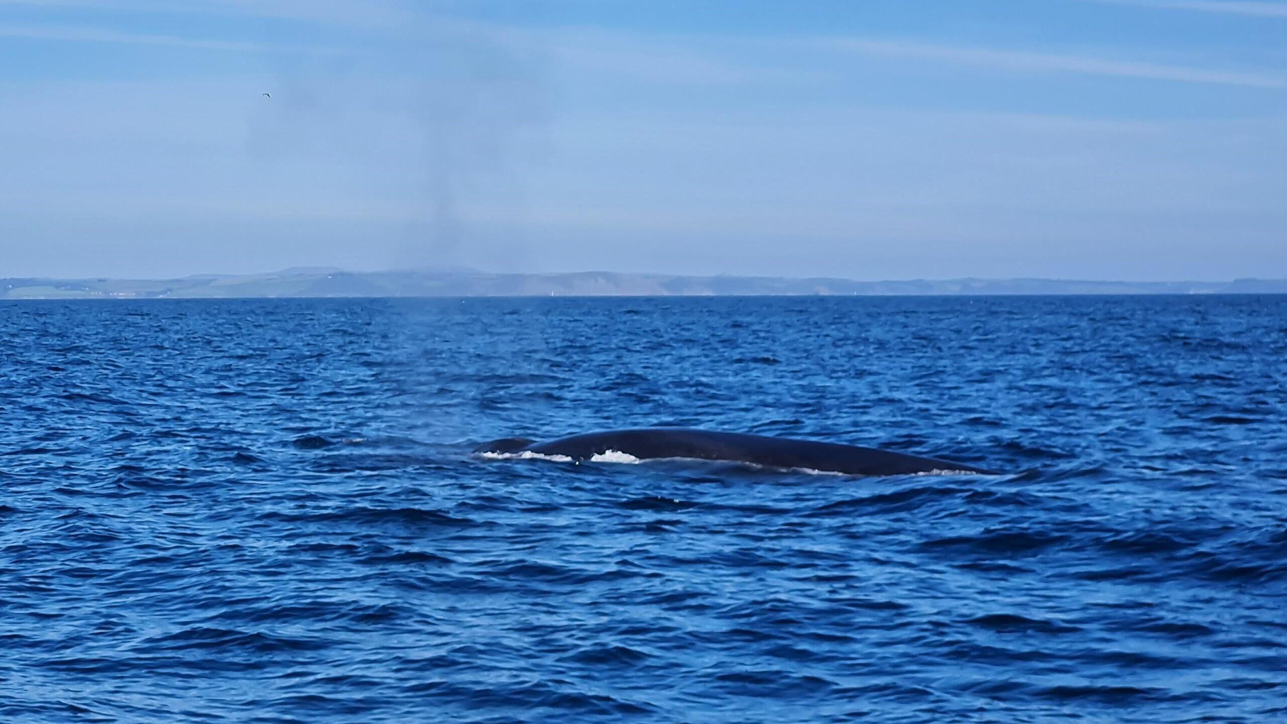 The top of a fin whale emerging from the ocean. There is a mass of land visible in the background, and the water is choppy around the whale.