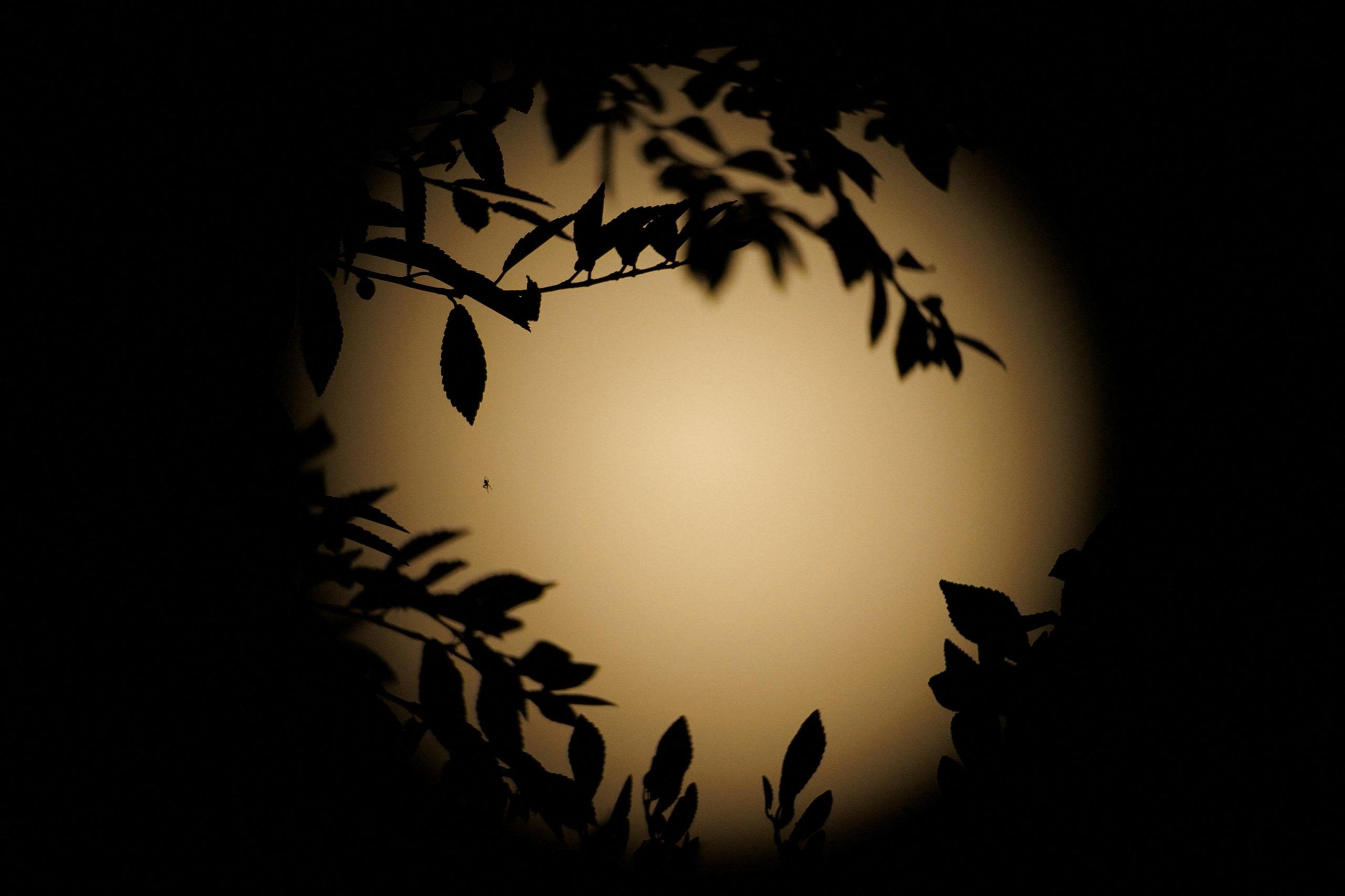 A spider builds its web in a tree as the "Beaver Moon" supermoon rises in Encinitas, California, U.S.,