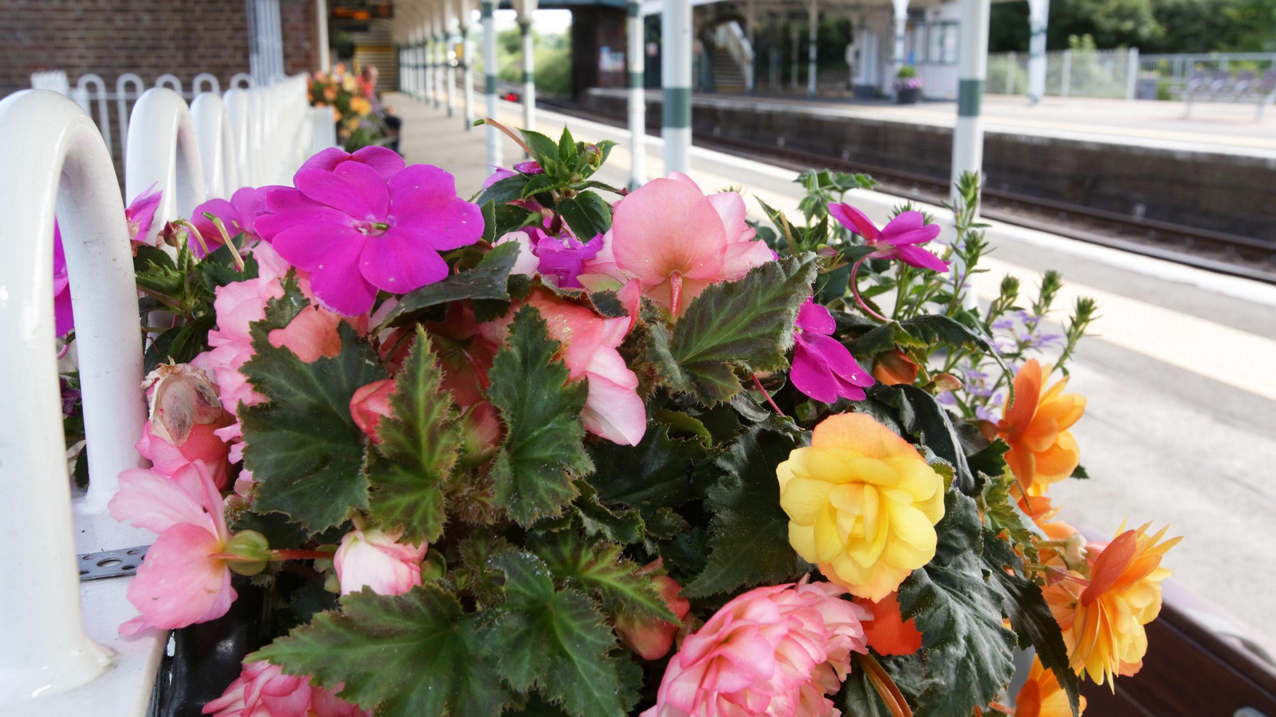 A plant blooming at Arundel station