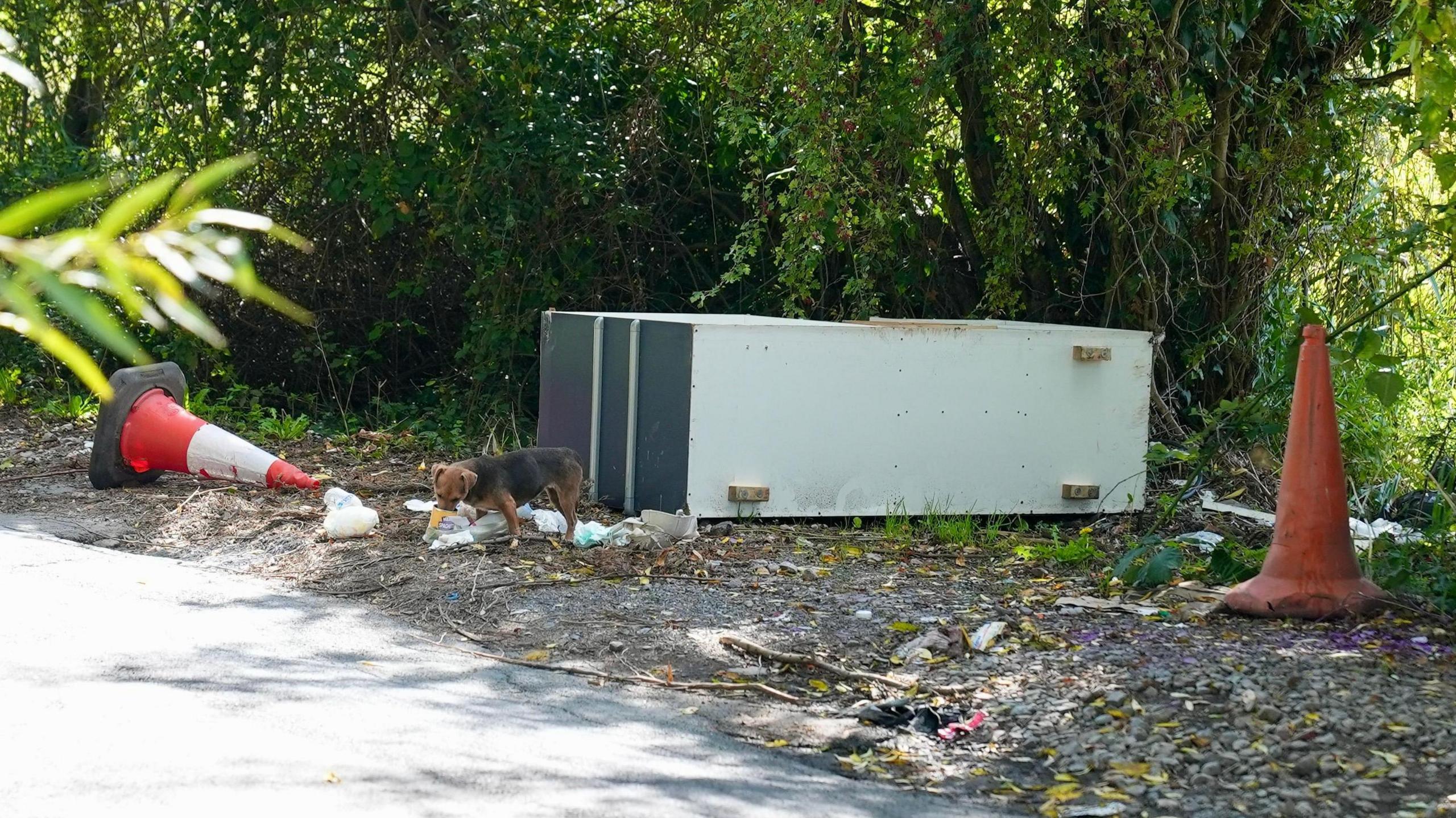 A small brown dog, next to some dumped furniture, is eating some of the waste dumped on the side of the road.