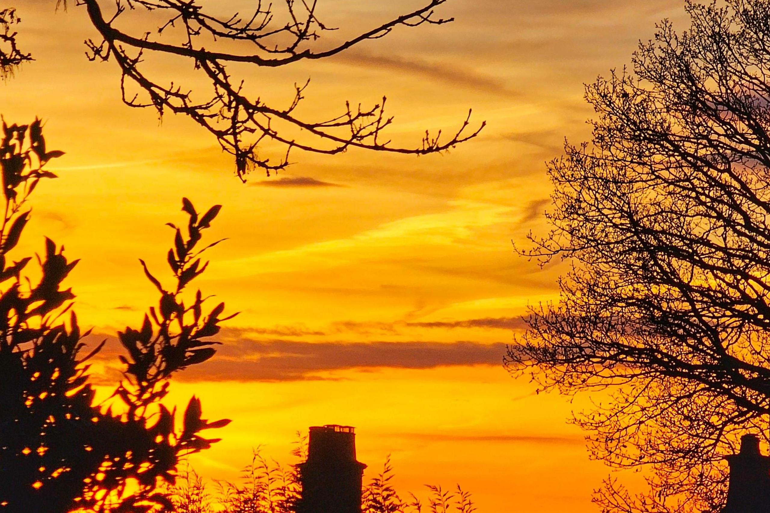 An almost entirely yellow sky. Trees are on the far left and right of the photo, with branches from one tree appearing at the top of the image.