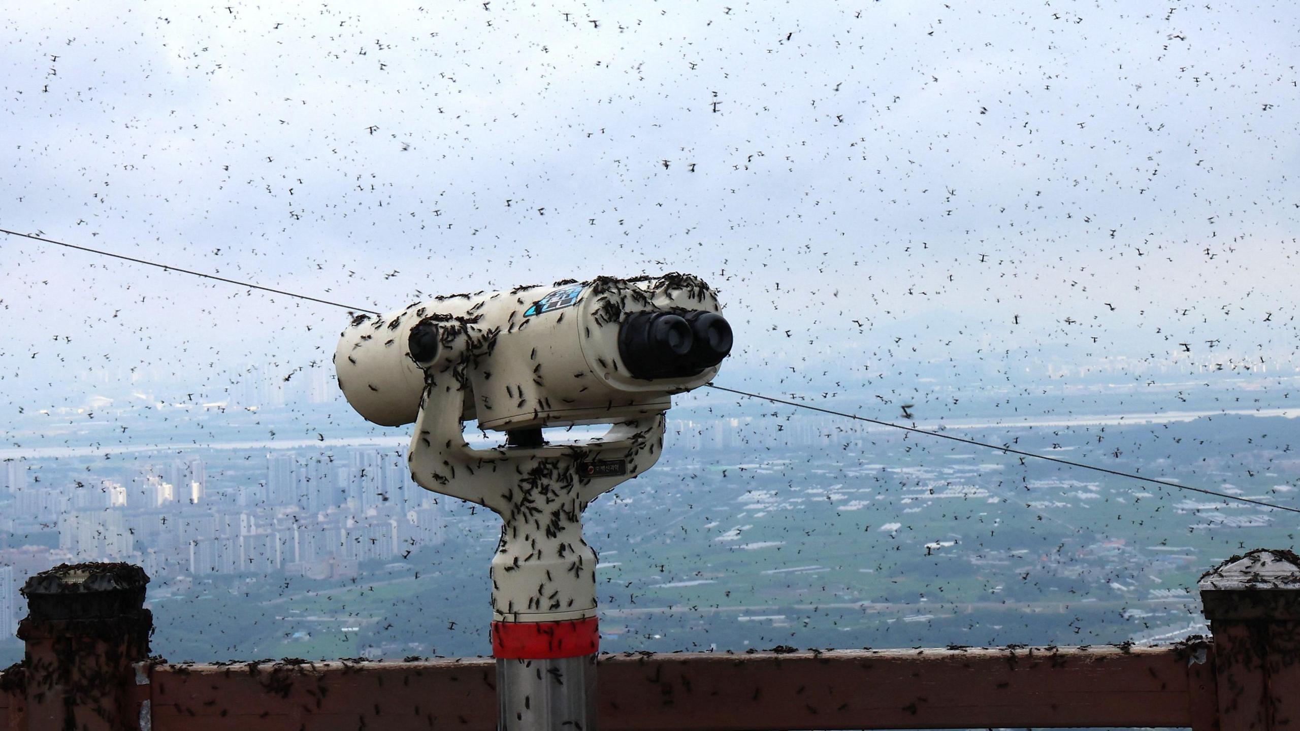 A telescope at the summit observatory of a mountain is covered with lovebugs, in Incheon, South Korea.