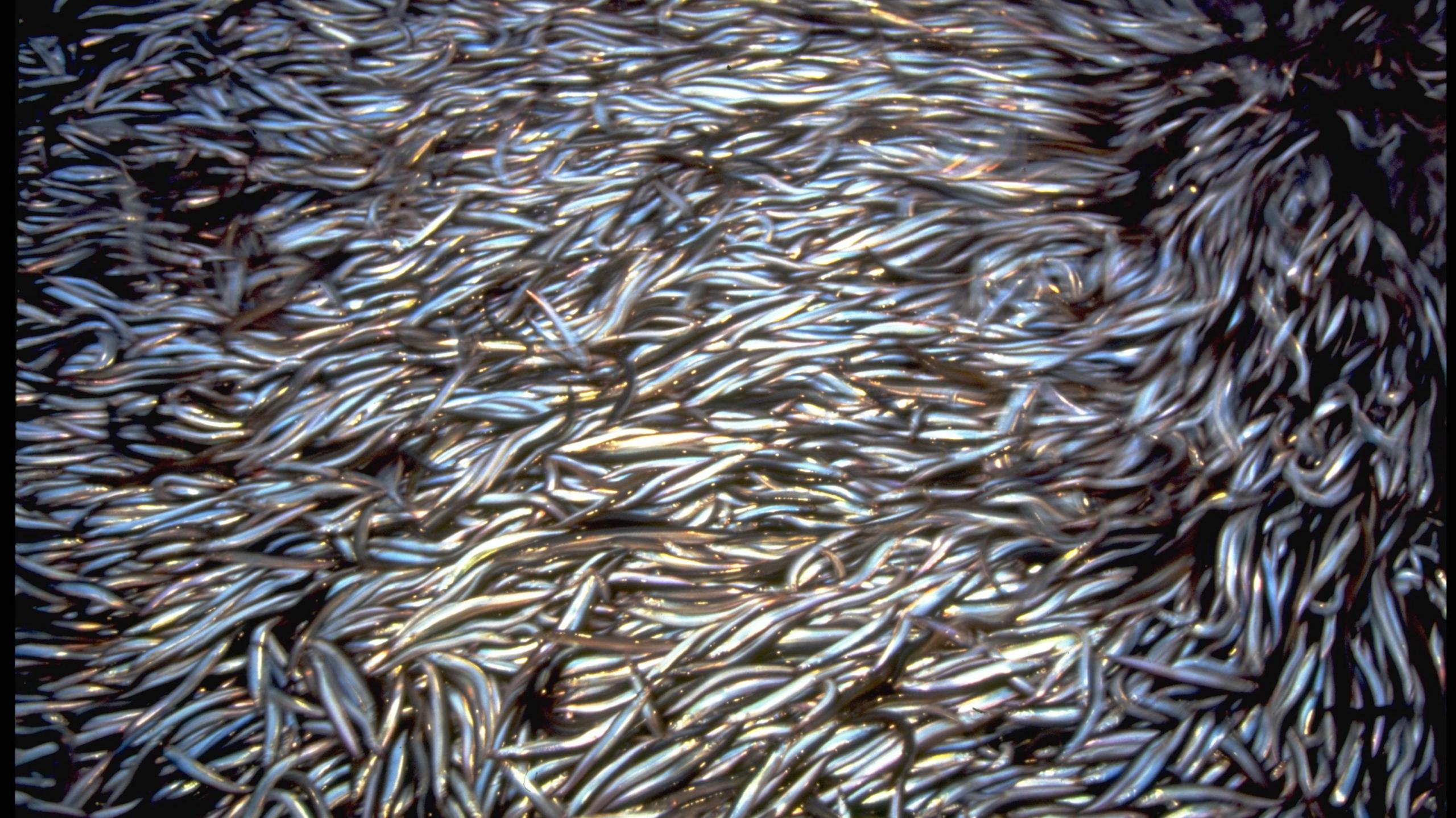 A trawler full of sand-eels