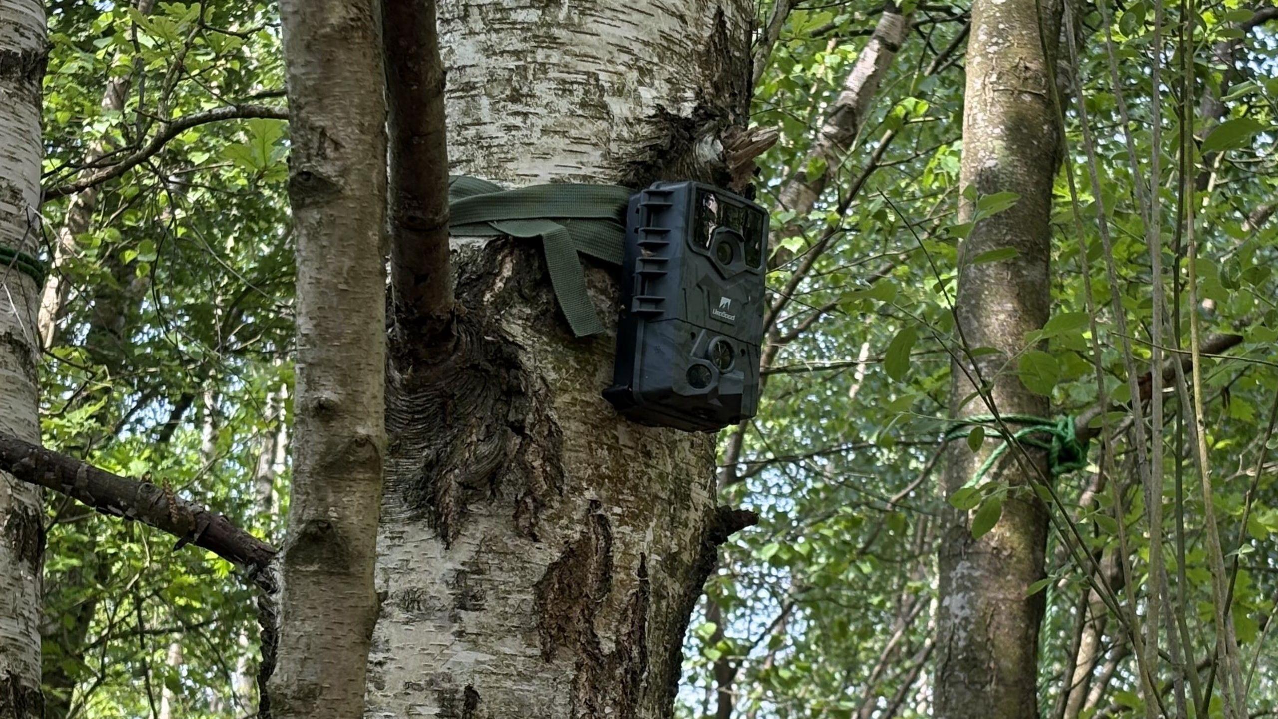 A small, black security camera strapped to a tree in the forest. The camera is attached to the trunk with green straps and green leaves of other trees are visible behind.