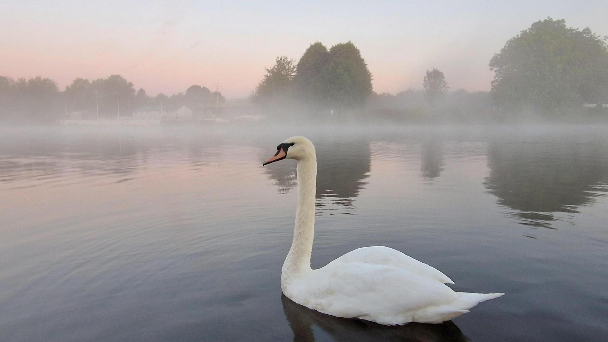 A beautiful and calming shot as the fog sits gently on water. A white swan is in the foreground and the sky behind is a dusty pink