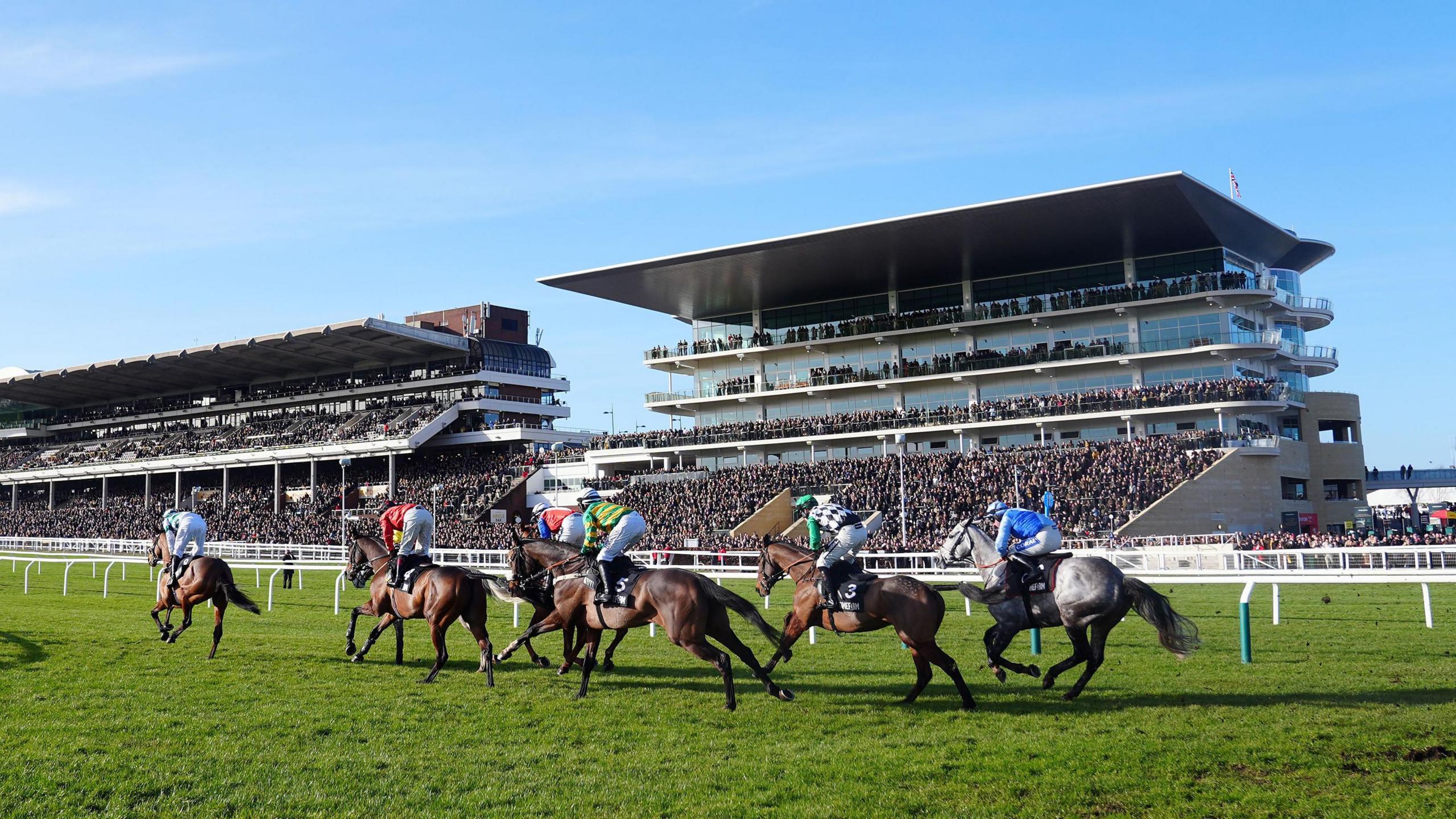 A group of horses head to the final jumps at Cheltenham Racecourse on a sunny, clear day with packed grandstands in the background