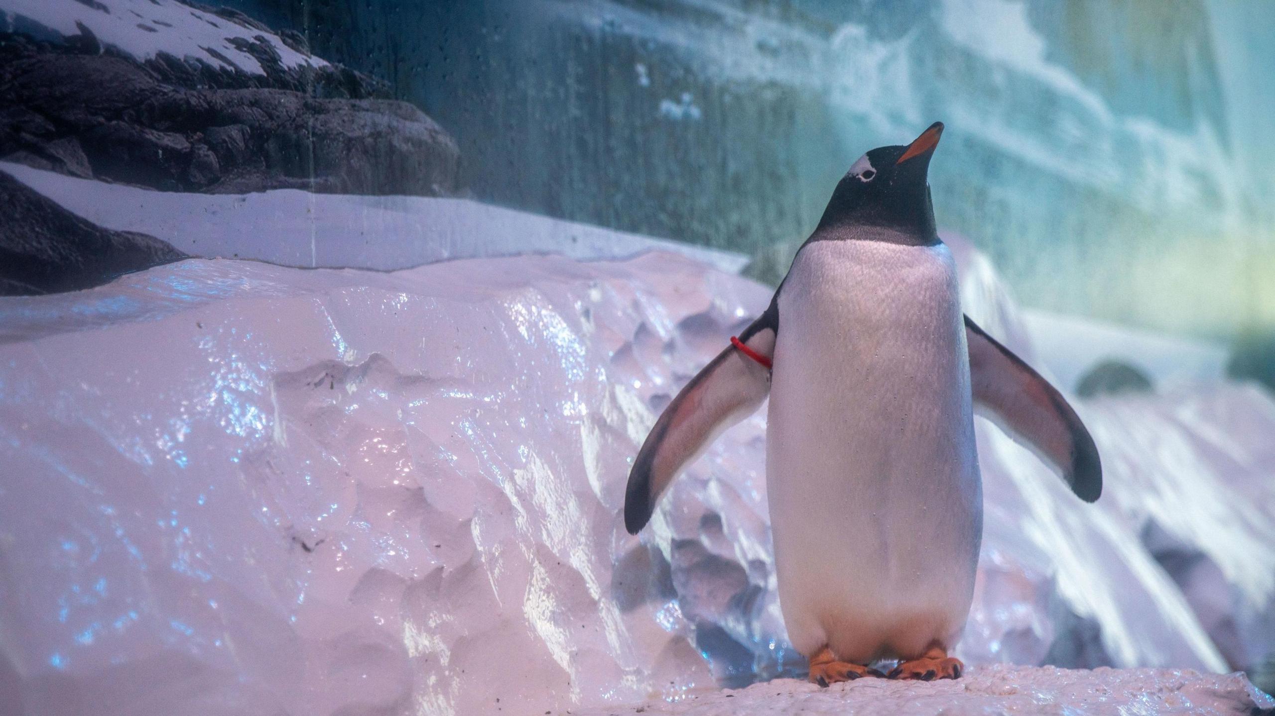 A penguin in an enclosure, standing on fake ice next to a painted backdrop of what appears to be the Antarctic