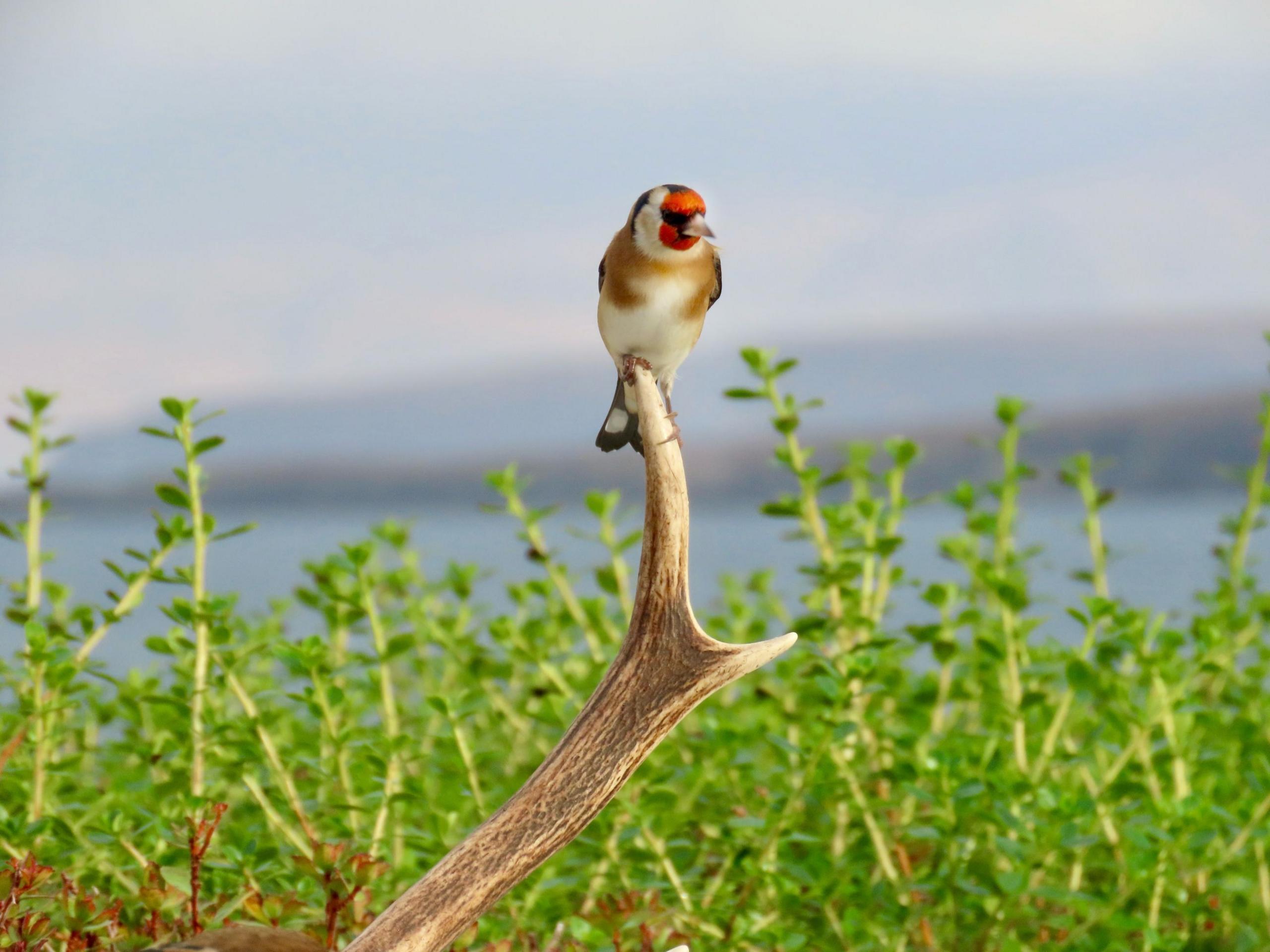A small bird with a vivid red face and white chest perches on the tip of a curved antler. Behind it, fresh green foliage fills the scene, with a soft blue lake and distant hills in the background.