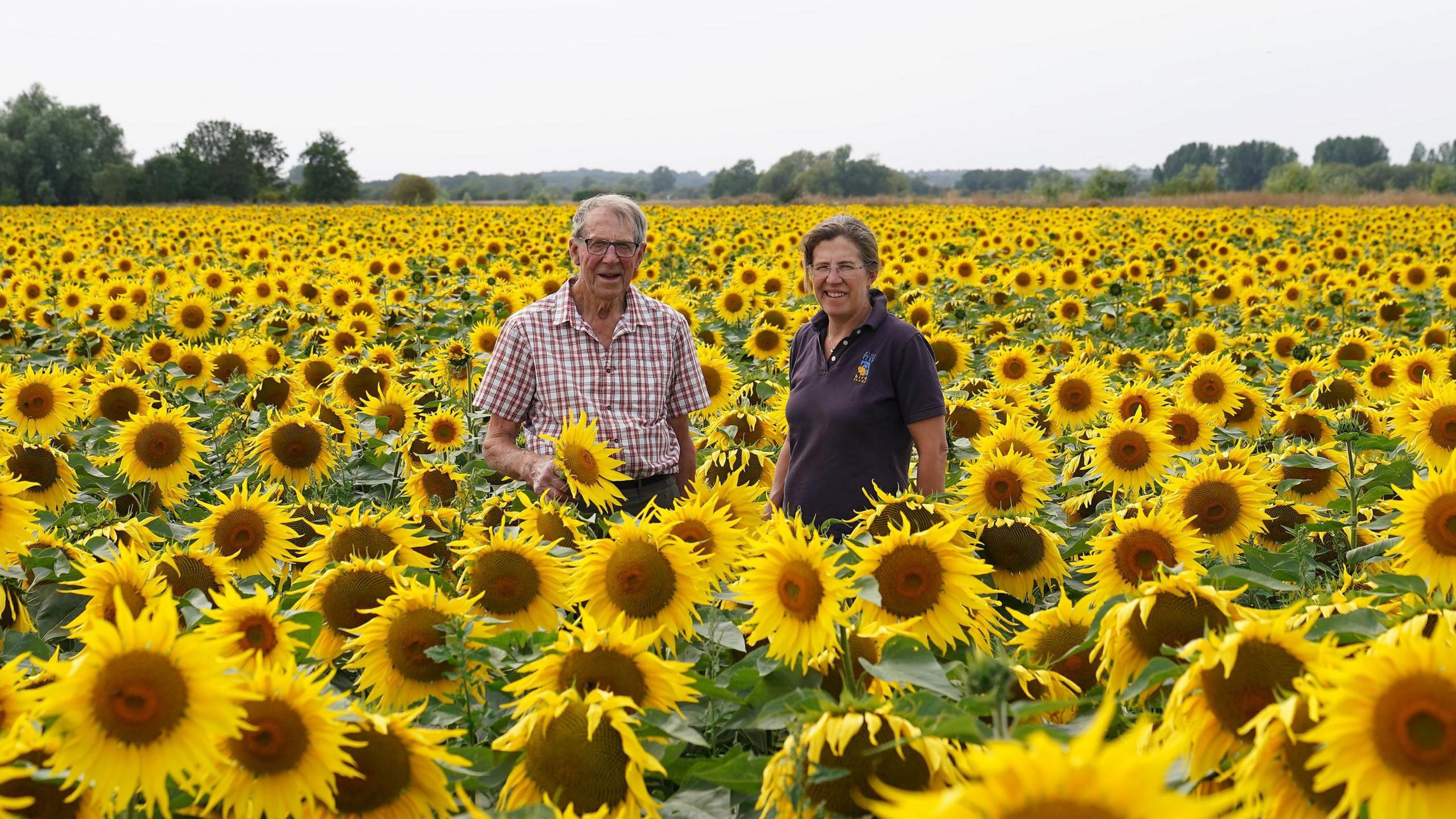 Two people standing in a large field of bright yellow sunflowers which extends to the horizon. A man with grey hair and glasses is wearing a checked shirt and a woman on his right is wearing a dark polo shirt. There is an overcast sky.